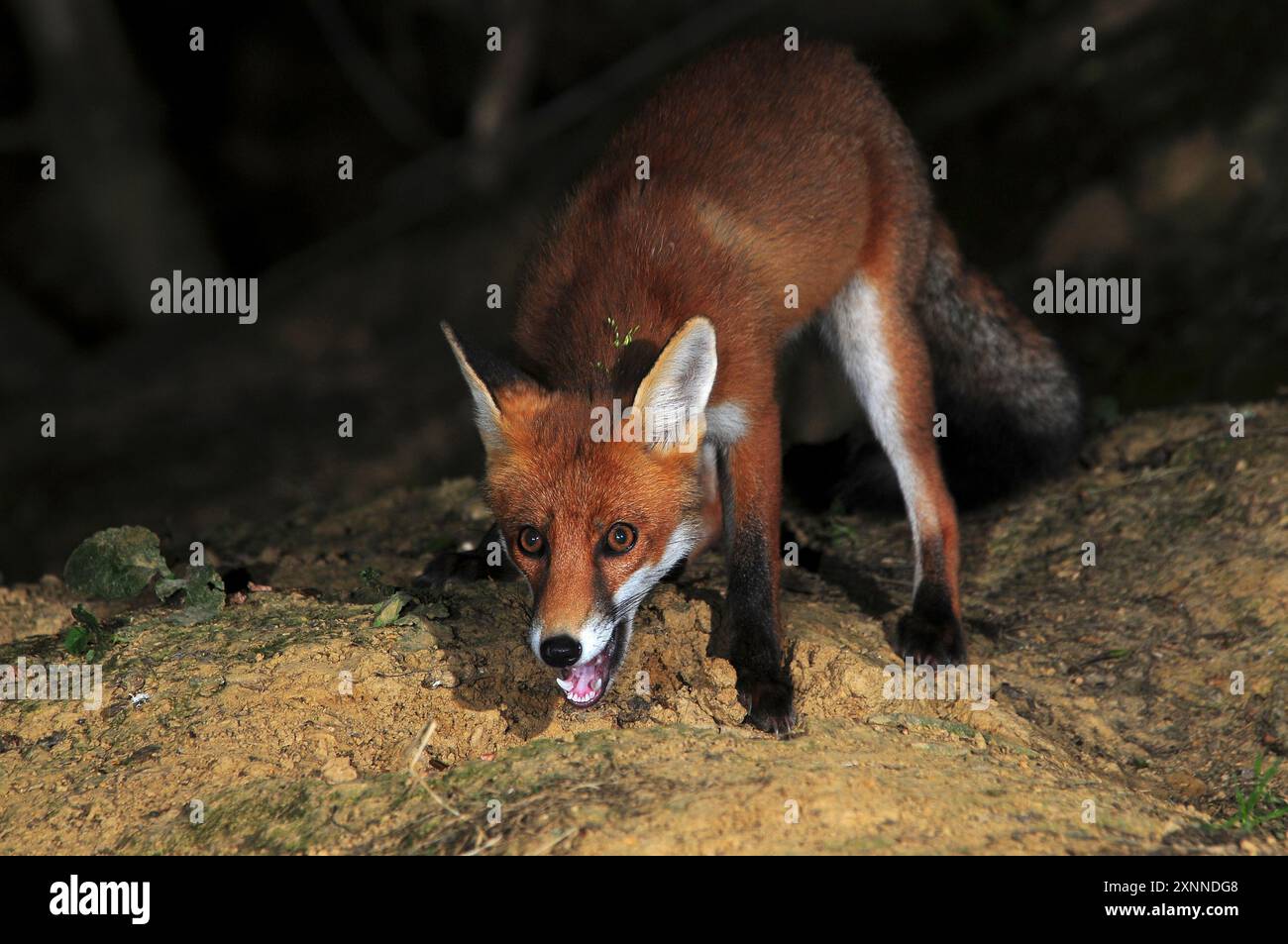 Fuchs, der nachts auf der Suche ist. Dorset, Großbritannien Stockfoto