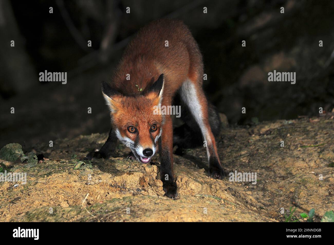 Fuchs, der nachts auf der Suche ist. Dorset, Großbritannien Stockfoto