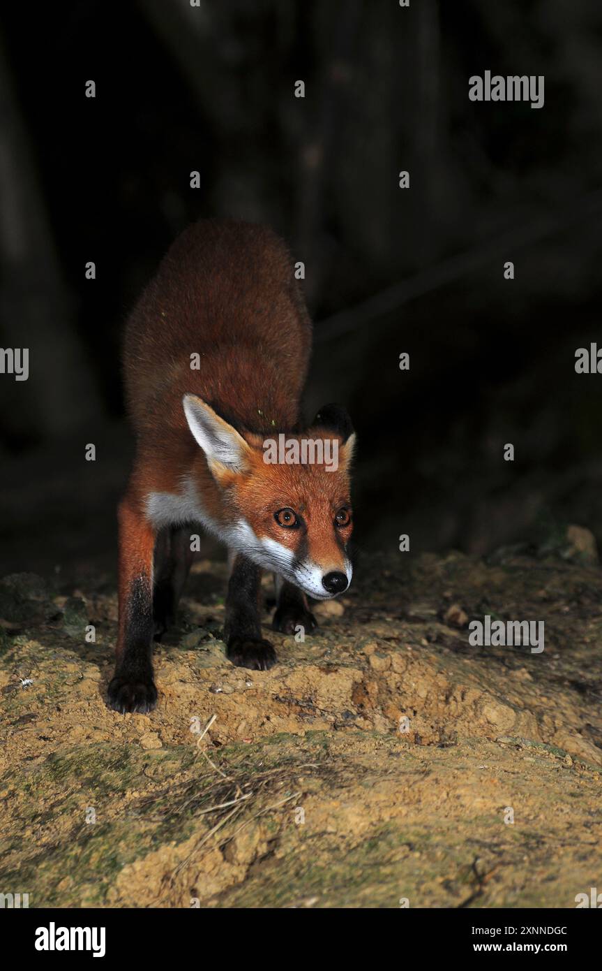 Fuchs, der nachts auf der Suche ist. Dorset, Großbritannien Stockfoto