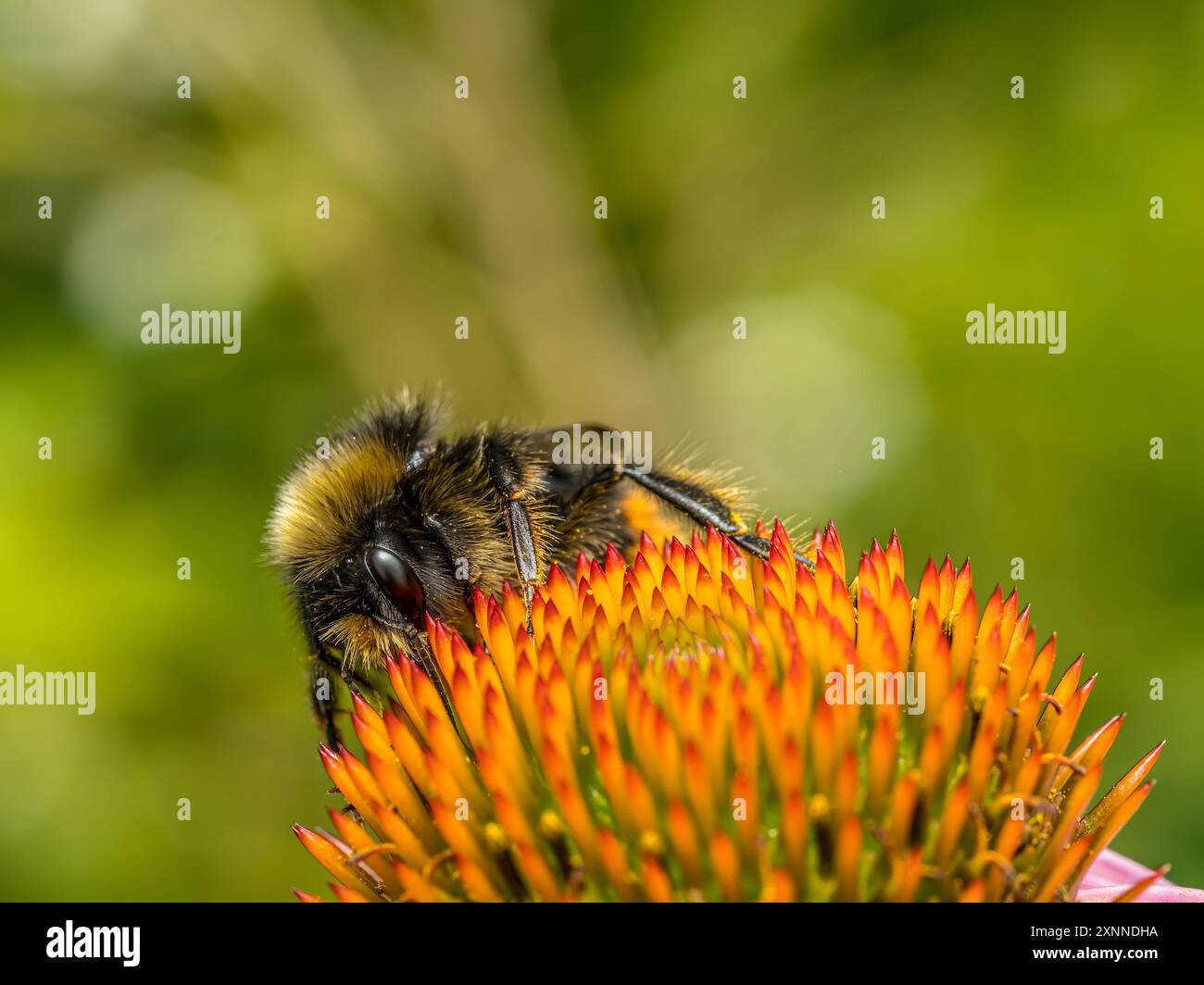 Nahaufnahme einer Hummel, die Echinacea-Blüten bestäubt Stockfoto