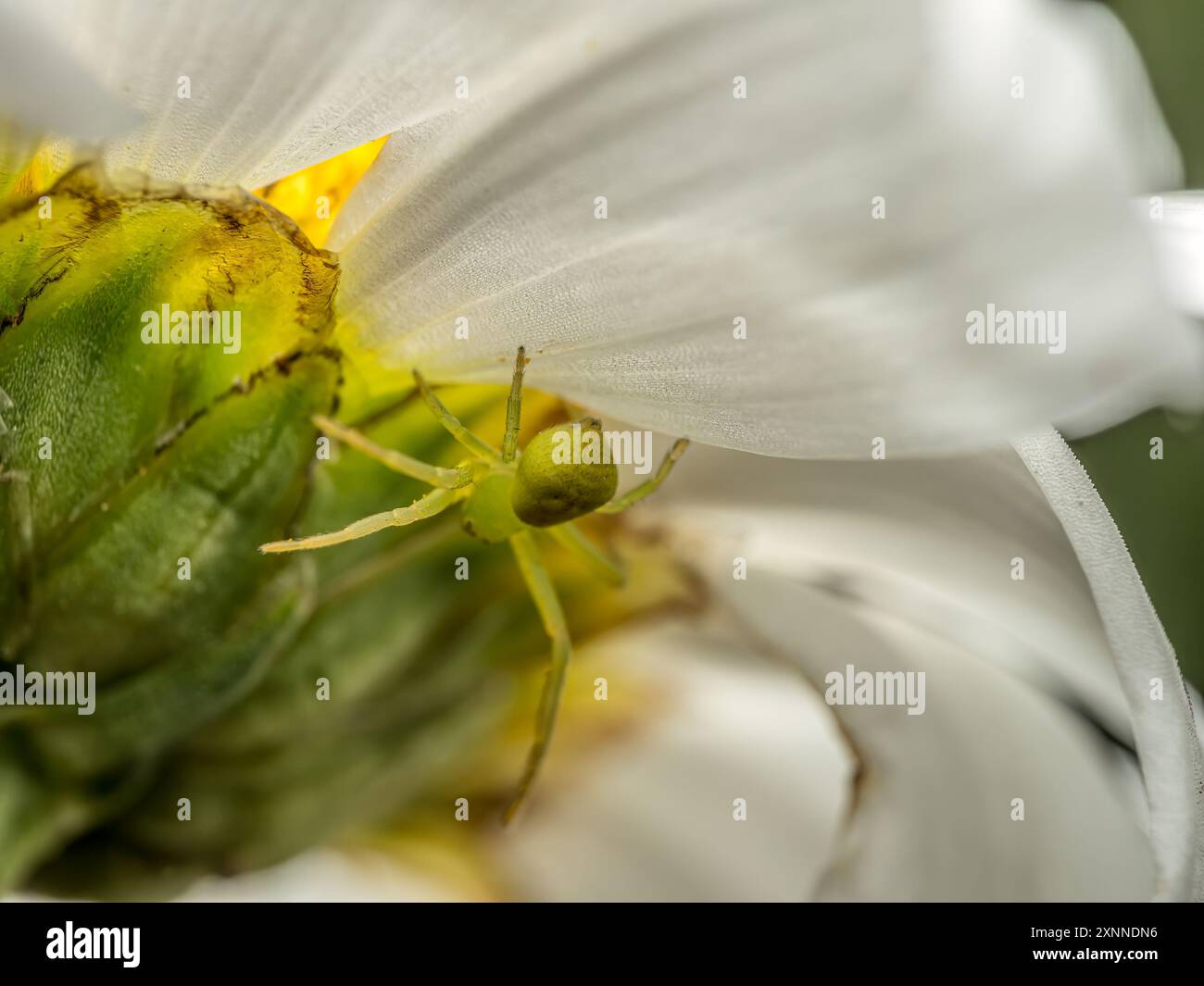 Nahaufnahme der Grünen Graskrabbenspinne, die auf weißem Blütenblatt lauert Stockfoto