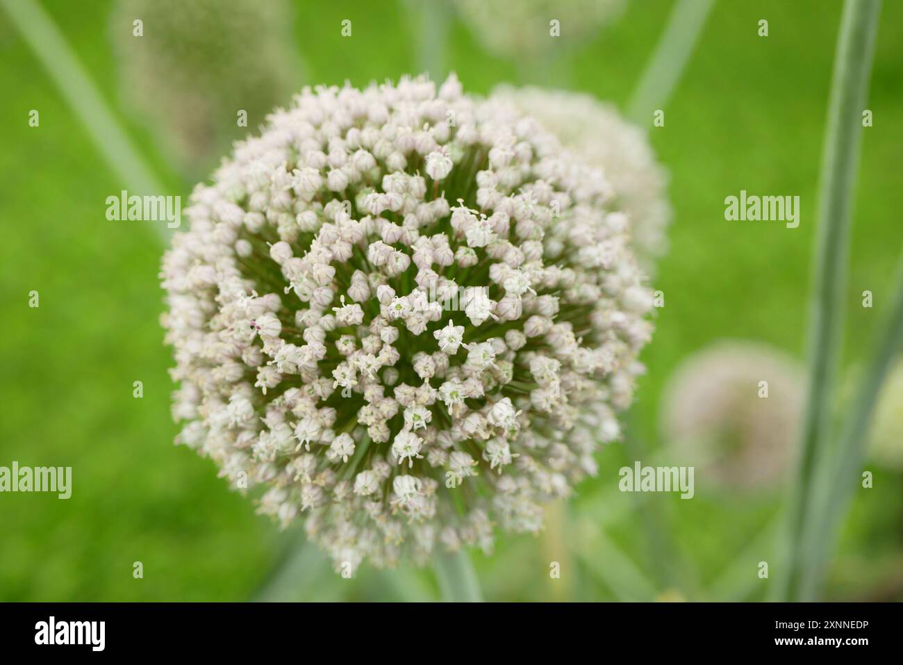 Lauch Samen Allium ampeloprasum porrum Blütenblüte weißes altes Feldblatt, Bauernhof Gartenblüte Blätter Bio-Bio-leke lek Plantage Kopf Stockfoto