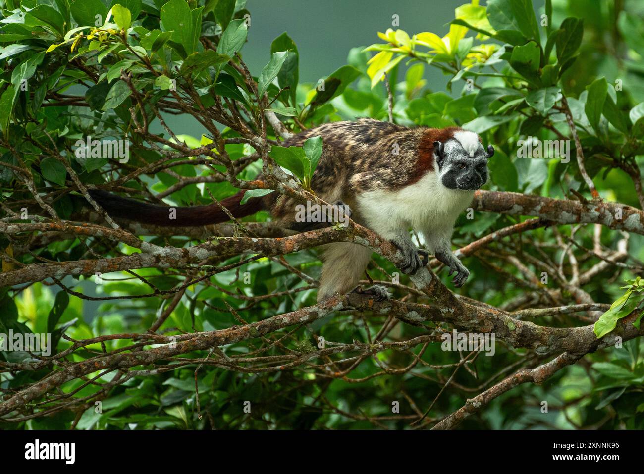 Geoffroy's Tamarin (Saguinus geoffroyi), auch als die Panamasche, red-Crested oder rufous-naped Tamarin bekannt Stockfoto