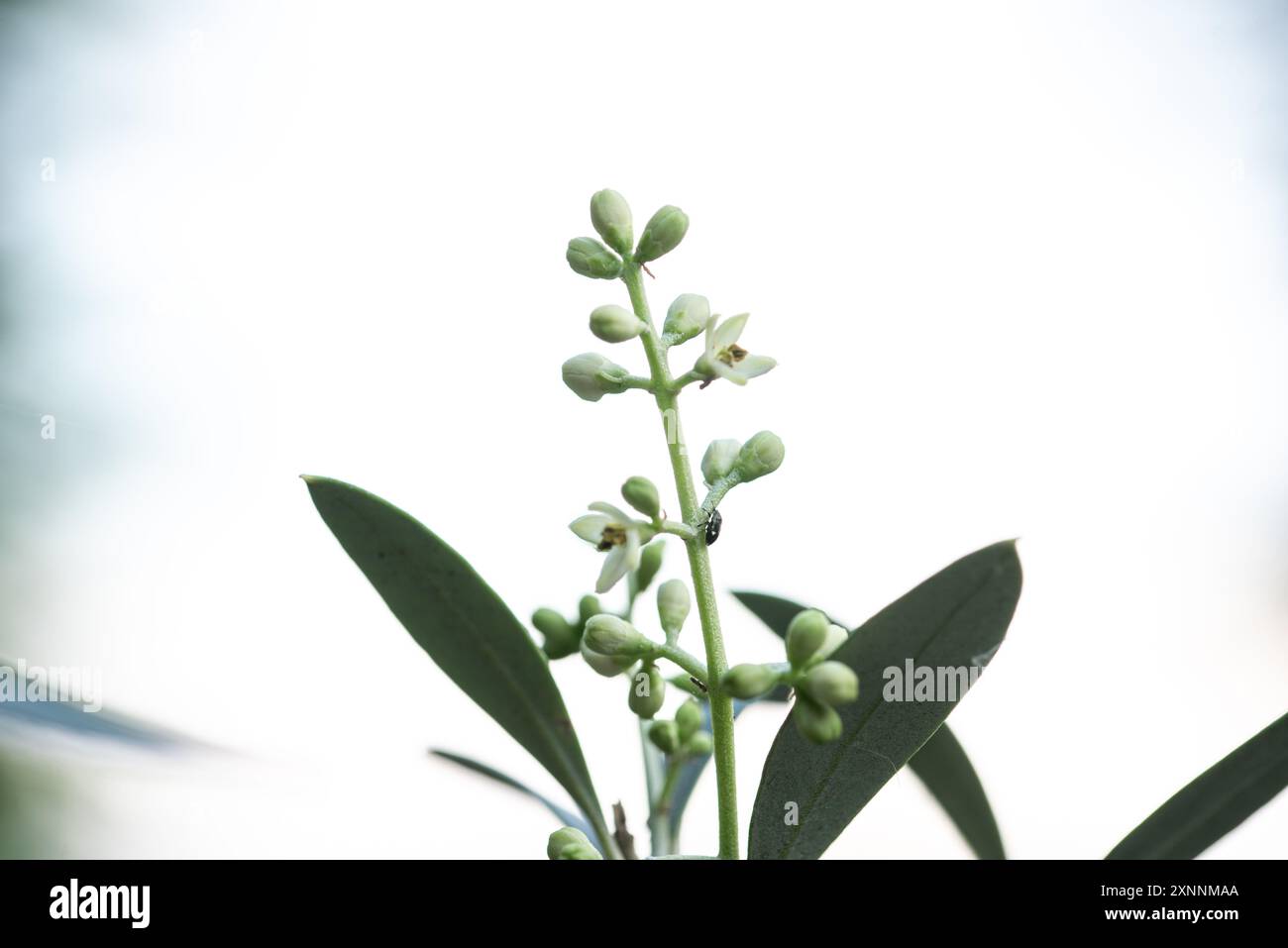 welche erde für sansevieria Tipps zur Pflege deiner Pflanze : Sansevieria trifasciata Laurentii –  PflanzenFuerAlle main image 1