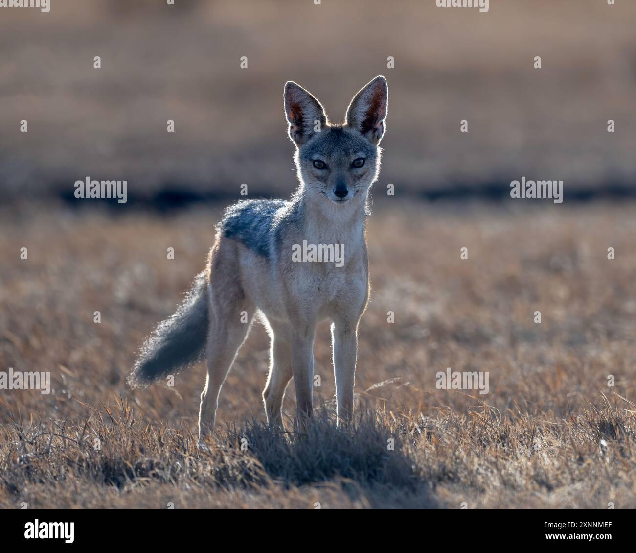 Canis mesomelas, auch Silberschakal genannt, ist ein mittelgroßer Hund, der im östlichen und südlichen Afrika beheimatet ist Stockfoto