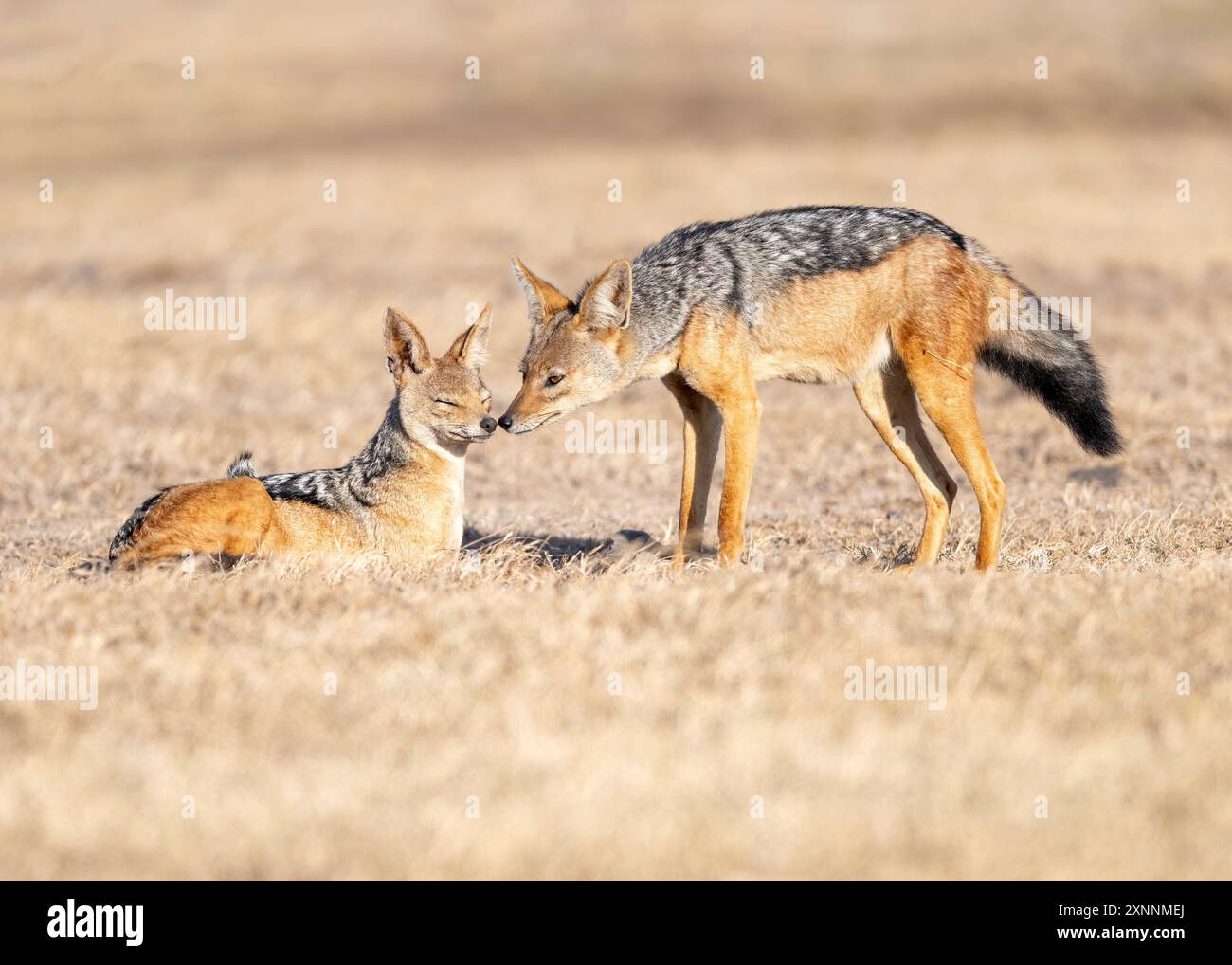 Canis mesomelas, auch Silberschakal genannt, ist ein mittelgroßer Hund, der im östlichen und südlichen Afrika beheimatet ist Stockfoto