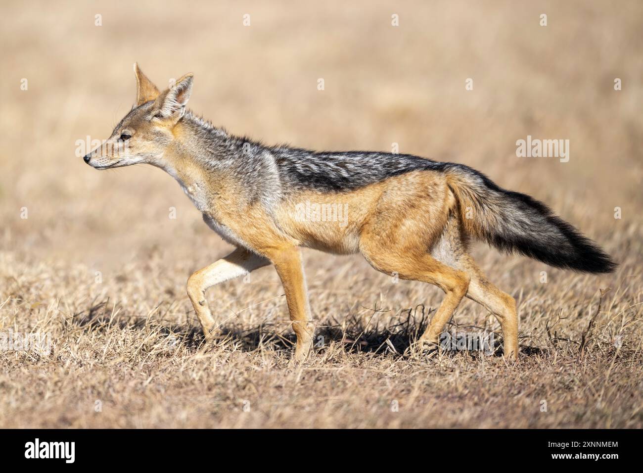 Canis mesomelas, auch Silberschakal genannt, ist ein mittelgroßer Hund, der im östlichen und südlichen Afrika beheimatet ist Stockfoto