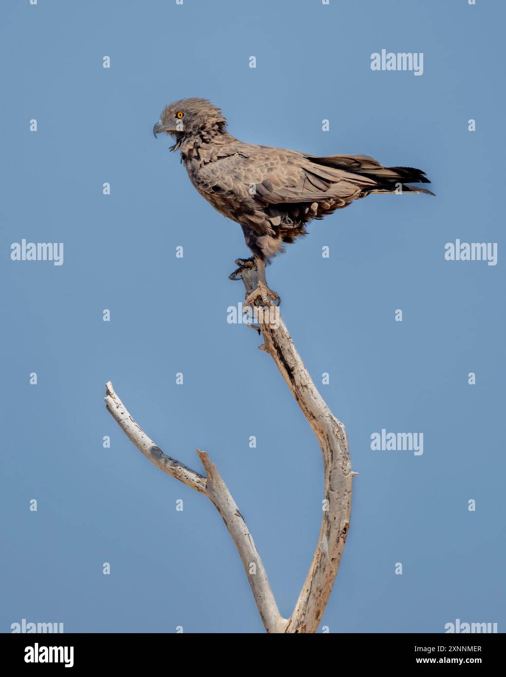 Der braune Schlangenadler (Circaetus cinereusis) ist eine ziemlich große Raubvogelart aus der Familie der Accipitridae. Gefunden im Westen, im östlichen südlichen Afrika Stockfoto
