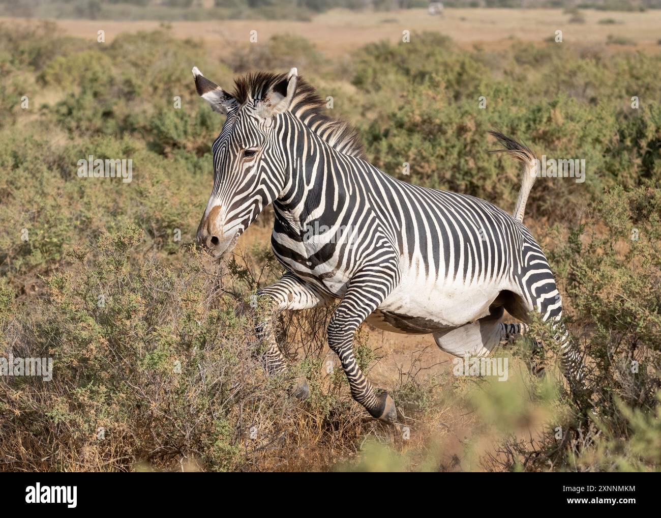 Grevys Zebra (Equus grevyi), auch bekannt als Kaiserliches Zebra, ist das größte lebende wilde Equid und die am stärksten bedrohte der drei Zebraarten Stockfoto