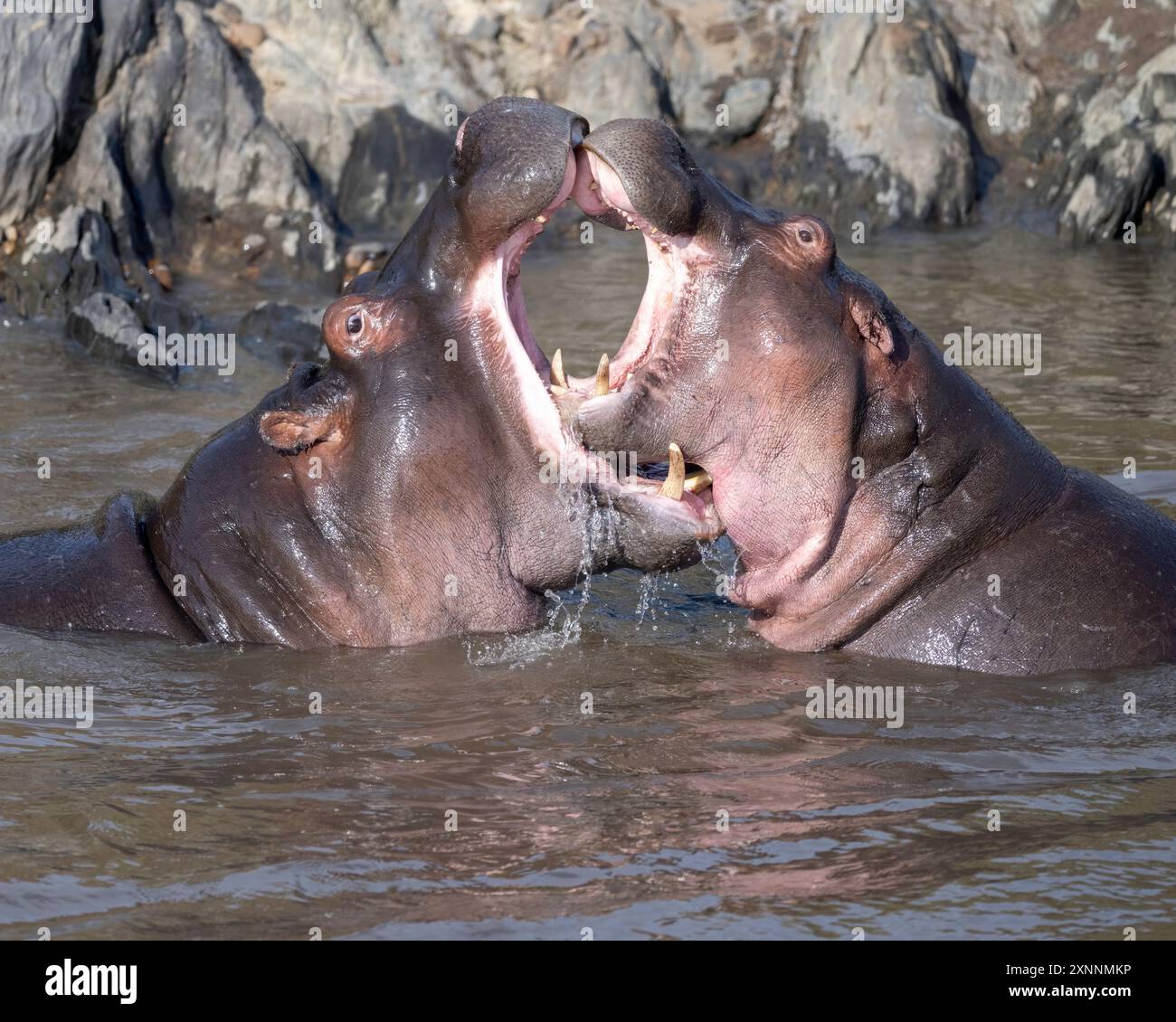 Der Flusspferd, der weiter als Flusspferd, Nilspferd oder Flusspferd bezeichnet wird, führt ein Paarungsritual durch Stockfoto