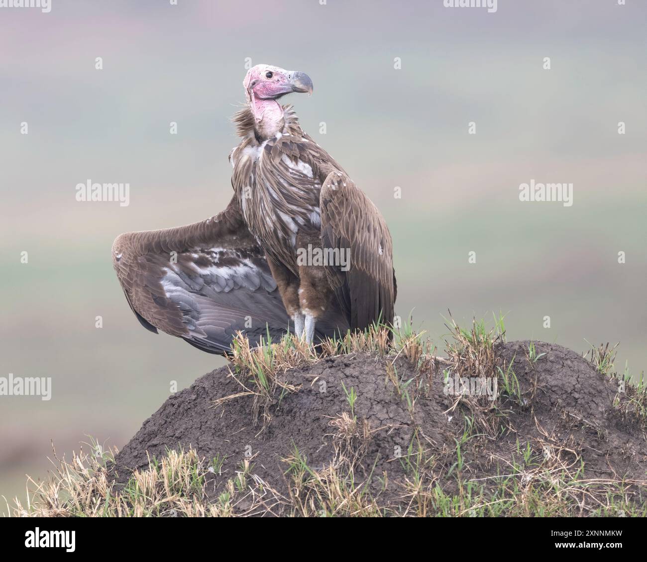 Der Lappitgeier (Torgos tracheliotos) oder Nubischer Geier ist ein alter Geier, der zur Vogelordnung Accipitriformes gehört Stockfoto