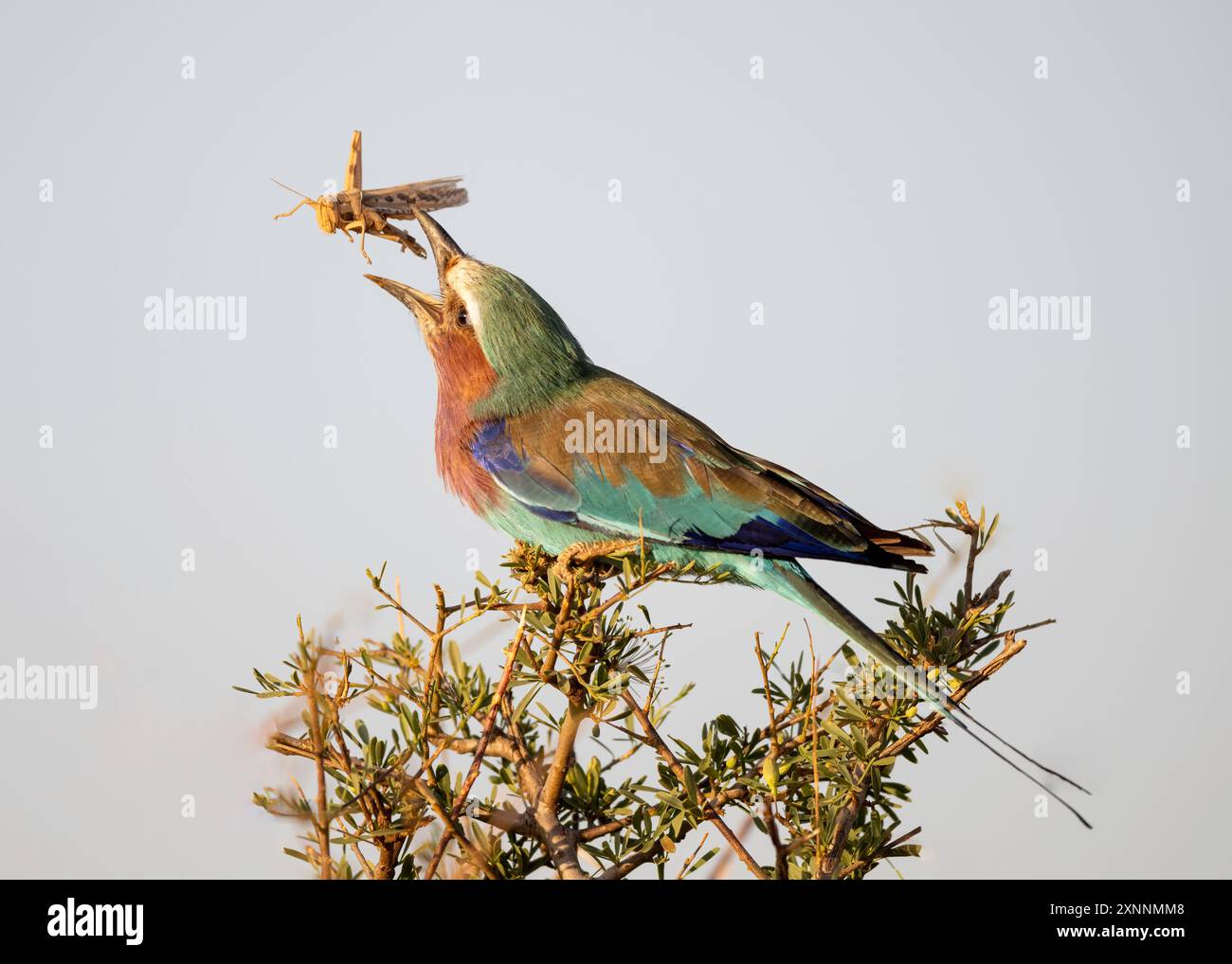 Lilafarbener Roller (Coracias caudatus) ist in Süd- und Ostafrika weit verbreitet Stockfoto