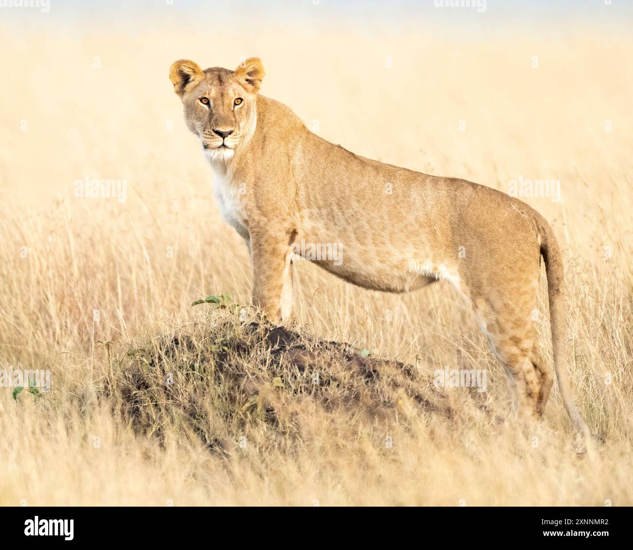 Weiblicher Löwe (Panthera leo) in Kenia Afrika, heimisch in Afrika und Indien Stockfoto
