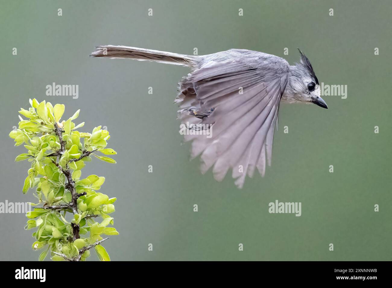 Schwarzkäppchen-Titmaus oder mexikanische Titmaus (Baeolophus atricristatus) im Flug, sie ist im Süden von Texas, Oklahoma und im östlichen Zentralmexiko beheimatet Stockfoto