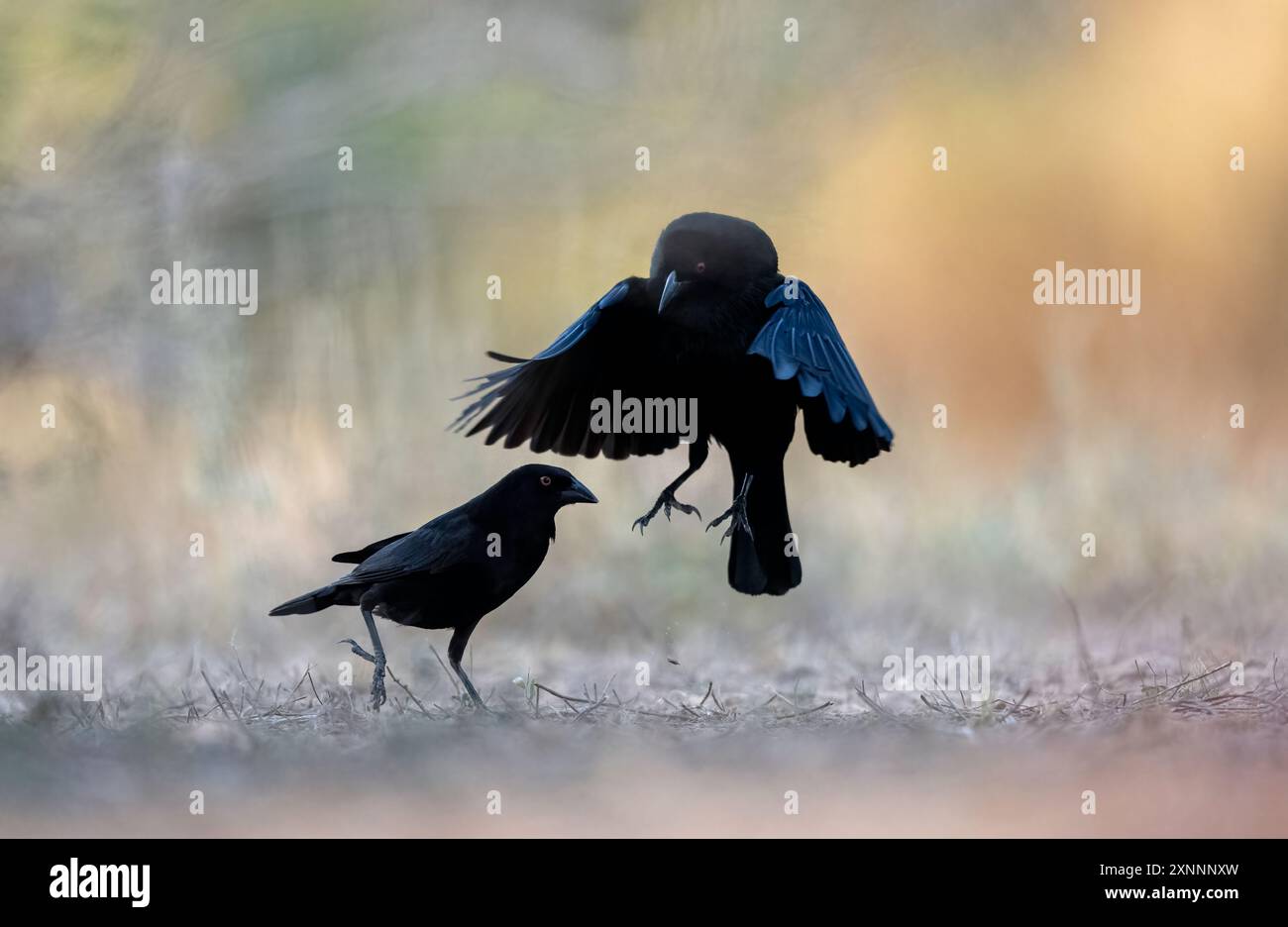 Bratenkuchen (Molothrus aeneus), Rio Grande Valley, Südtexas Stockfoto