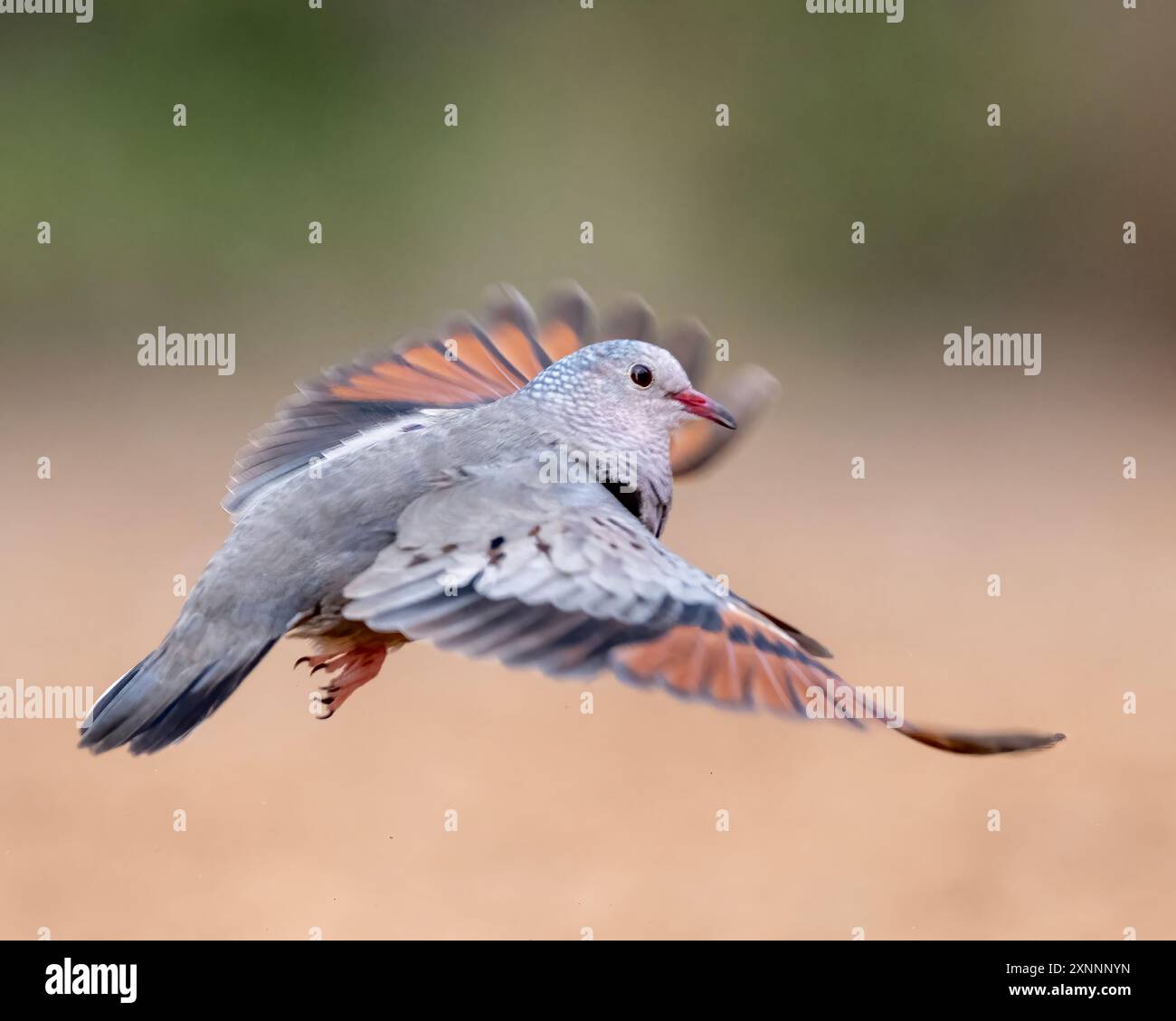 Die Common Ground-Taube (Columbina passerina) gilt als die kleinste Taube in den Vereinigten Staaten Stockfoto