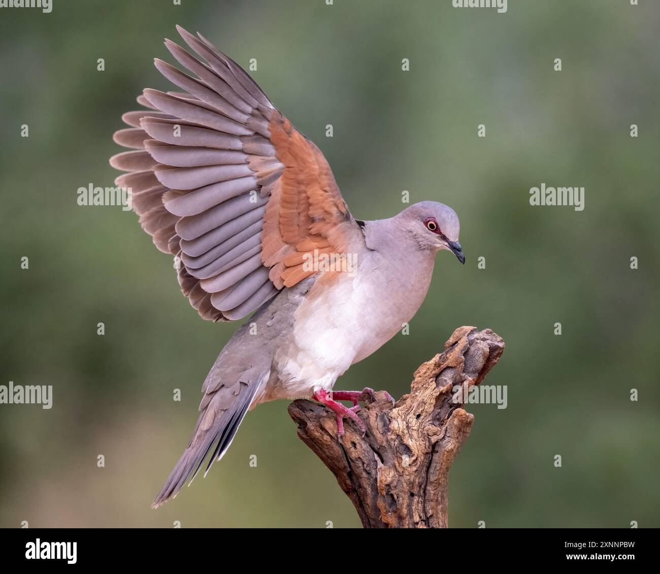 Weißspitze Taube (Leptotila verreauxi), die am weitesten verbreitete Taube Amerikas. Er ist ein unauffälliger Vogel, der typischerweise auf dem Boden in Wäldern zu finden ist. Stockfoto
