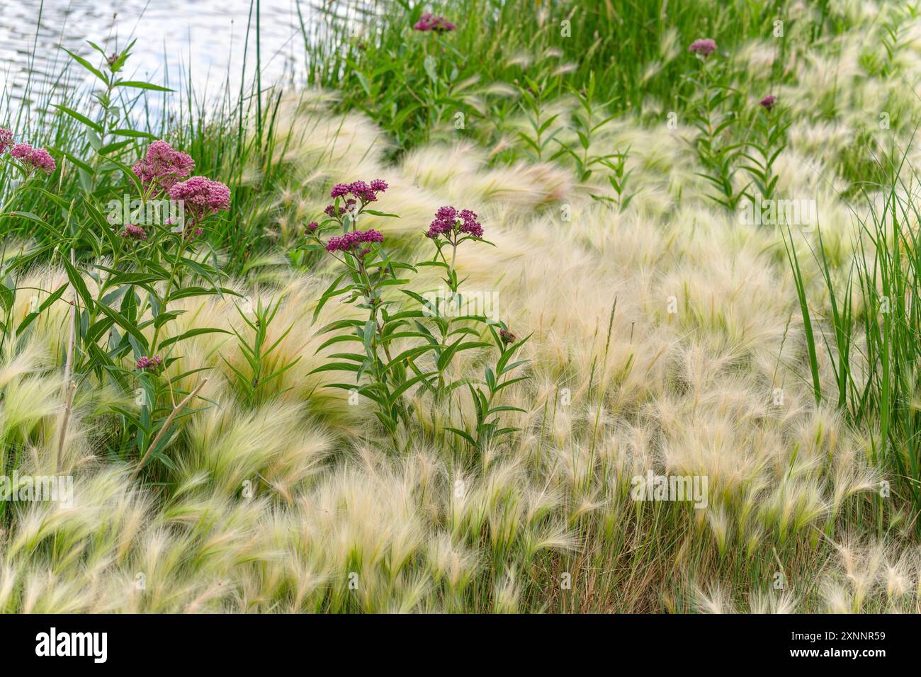 Sumpfmilchweed-Blüten wachsen an einem See in ihrem natürlichen Lebensraum, umgeben von wilden Gräsern und Schilf. Stockfoto