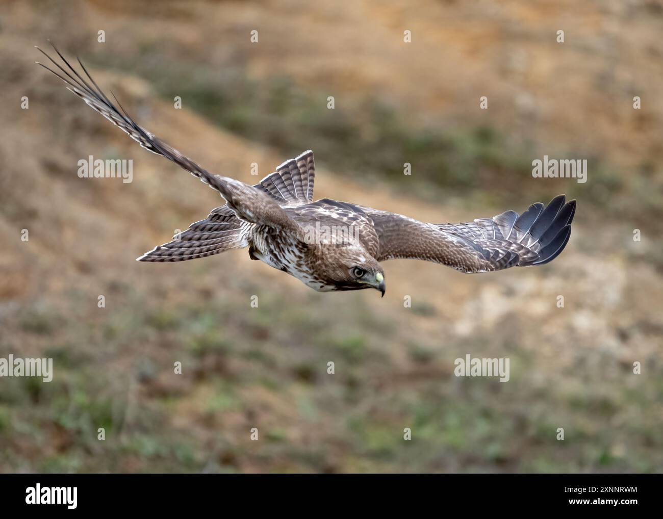 Red-Tail Hawk (Buteo jamaicensis) juvenile im Flug, Point Reyes National Seashore, Nordkalifornien Stockfoto