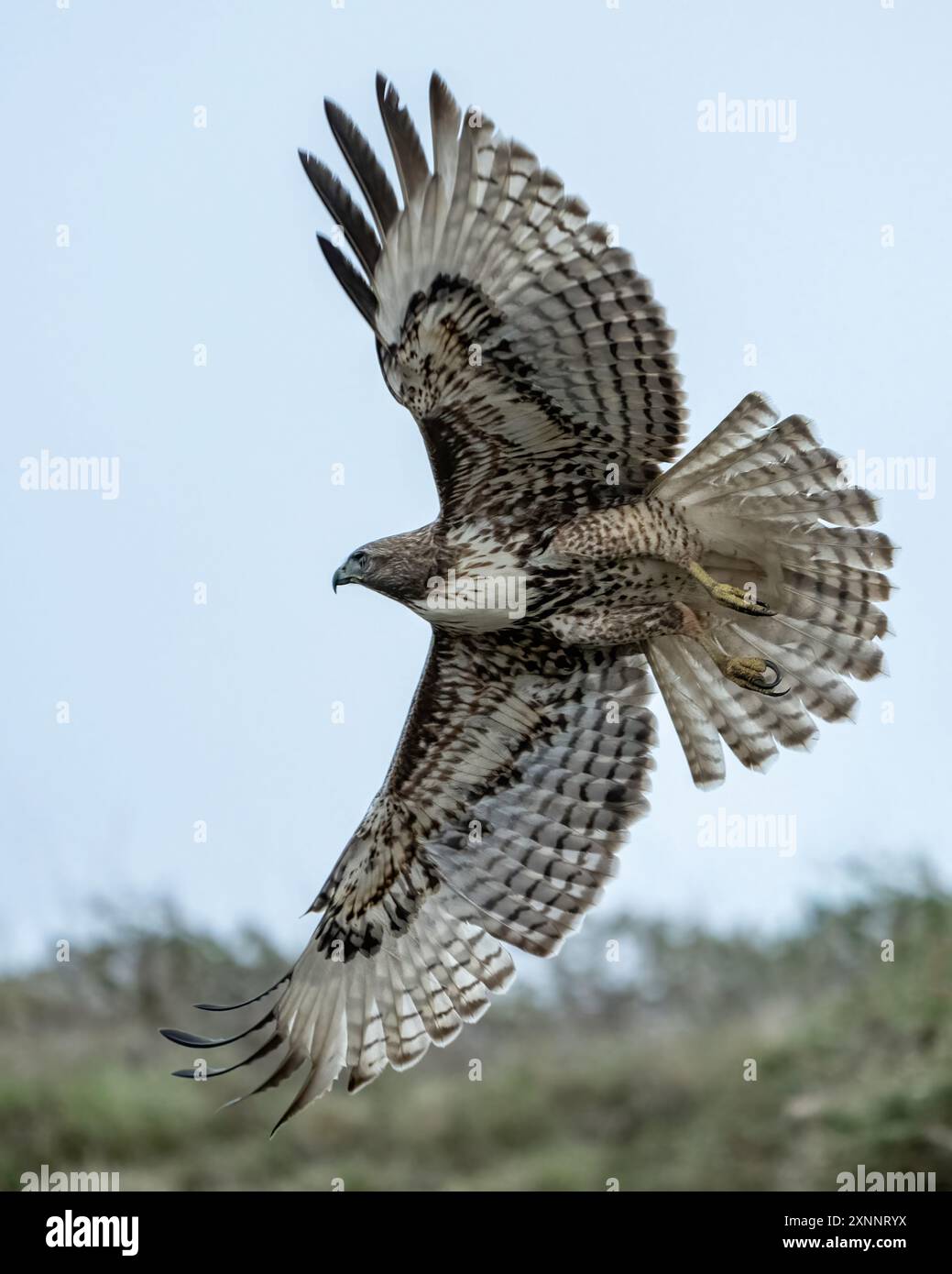 Red-Tail Hawk (Buteo jamaicensis) juvenile im Flug, Point Reyes National Seashore, Nordkalifornien Stockfoto