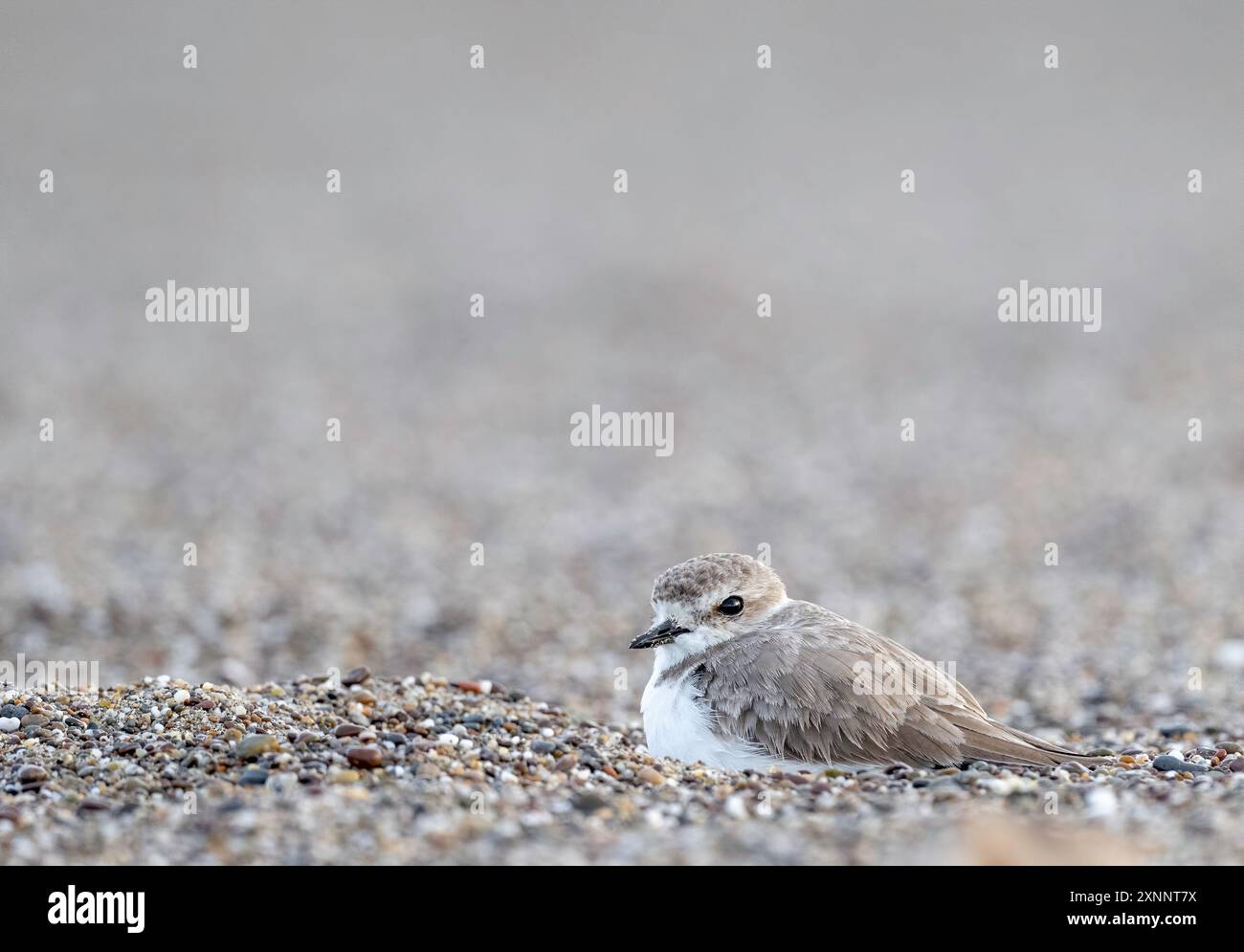 Schneepflug (Charadrius nivosus), Point Reyes, National Seashore, Nordkalifornien Stockfoto