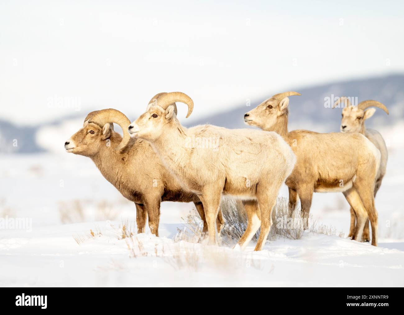 Rocky Mountain Big Horn Sheep (Ovis canadensis canadensis) im Winterschnee, Jackson Elk Refuge, Wyoming, Nordamerika Stockfoto