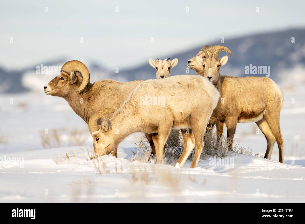 Rocky Mountain Big Horn Sheep (Ovis canadensis canadensis) im Winterschnee, Jackson Elk Refuge, Wyoming, Nordamerika Stockfoto