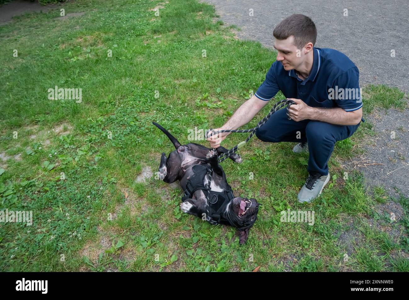 Ein Mann kratzt während des Spazierens den Bauch eines Pitbull Terriers. Stockfoto