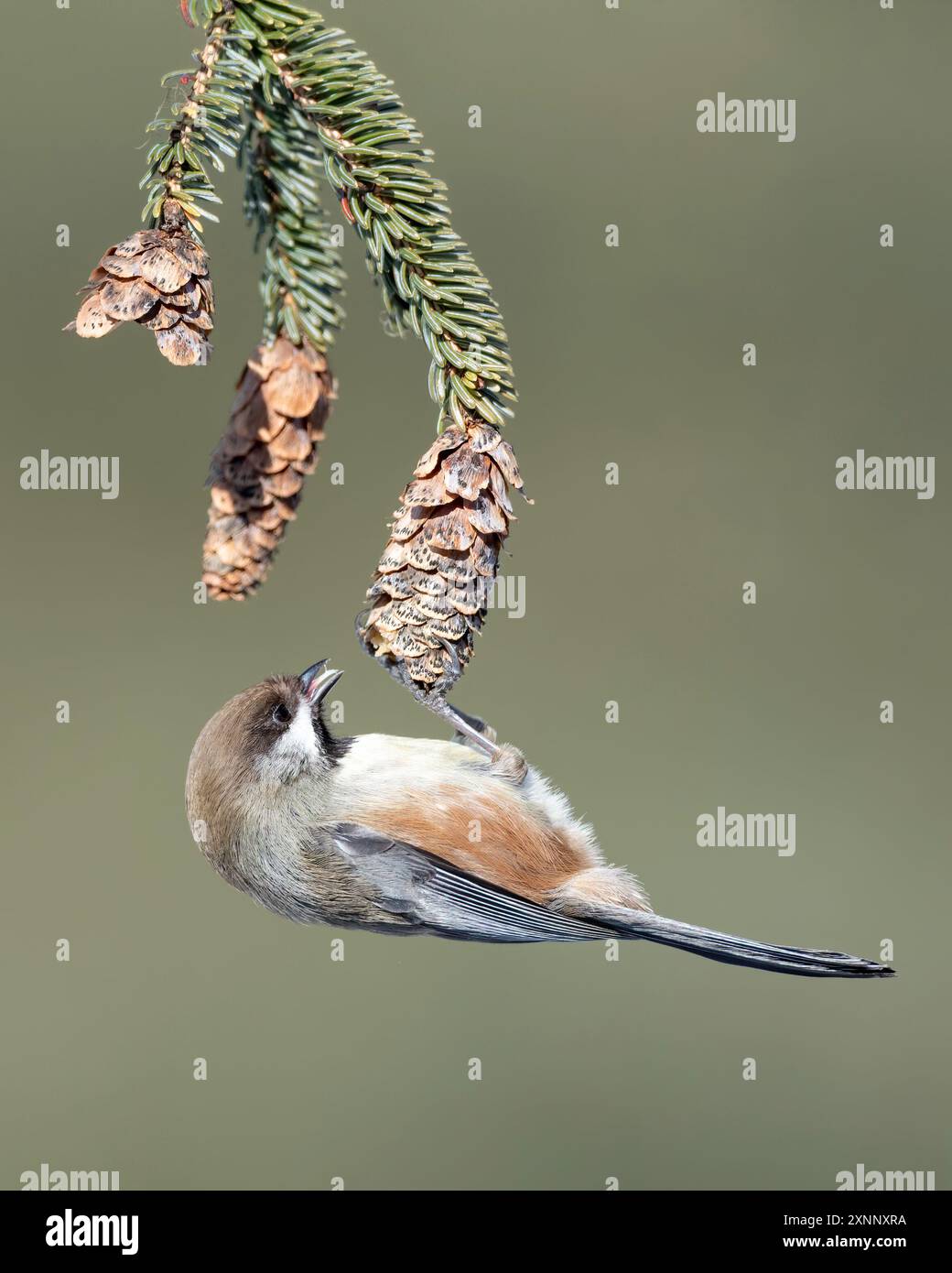 Boreal Chickadee (Poecile hudsonicus), die in den borealen Wäldern Alaskas, Kanadas und der nördlichen Vereinigten Staaten vorkommt Stockfoto