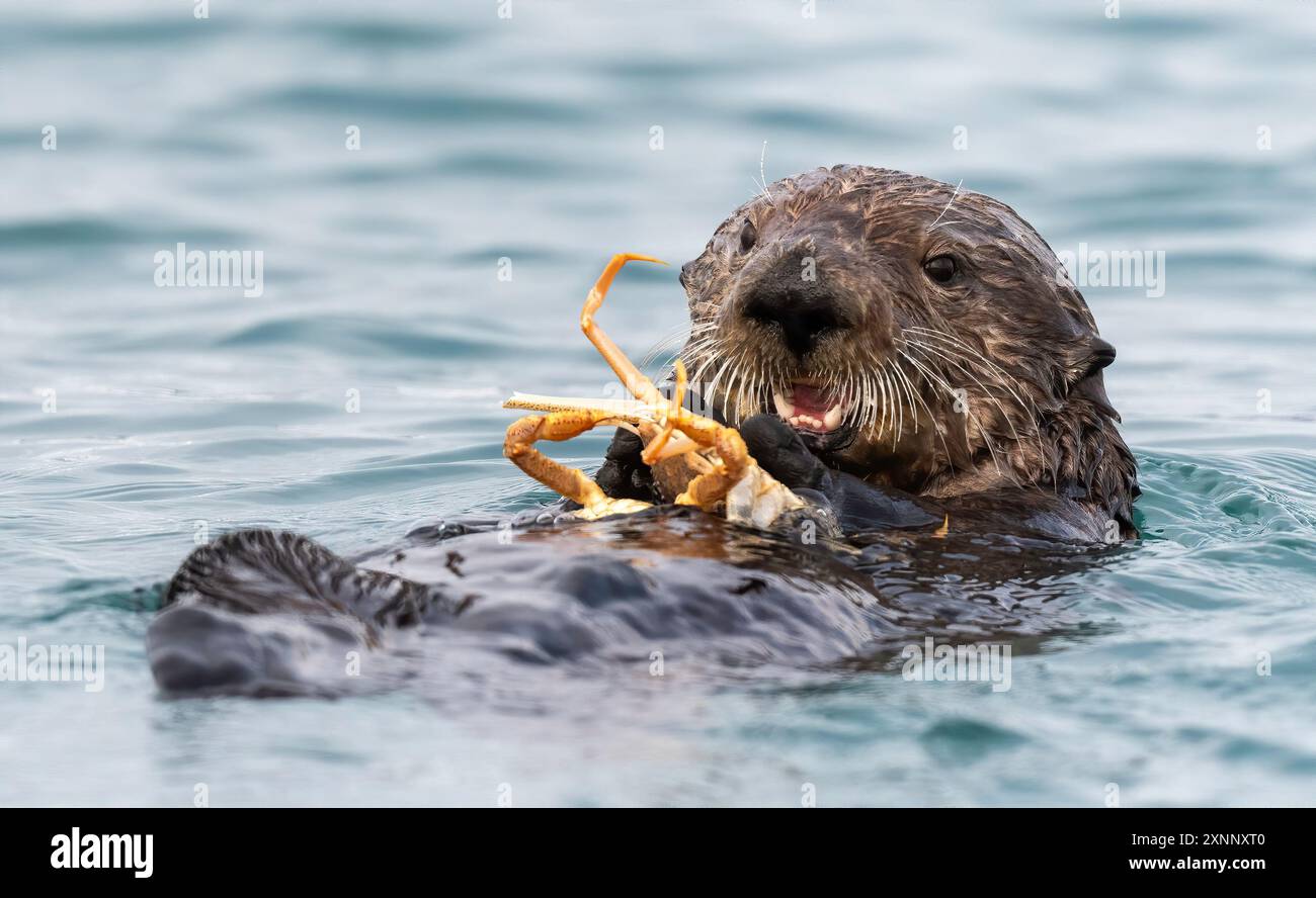 Sea Otter, Marine Mammal (Enhydra lutris) mit Krabben, Homer Alaska Stockfoto