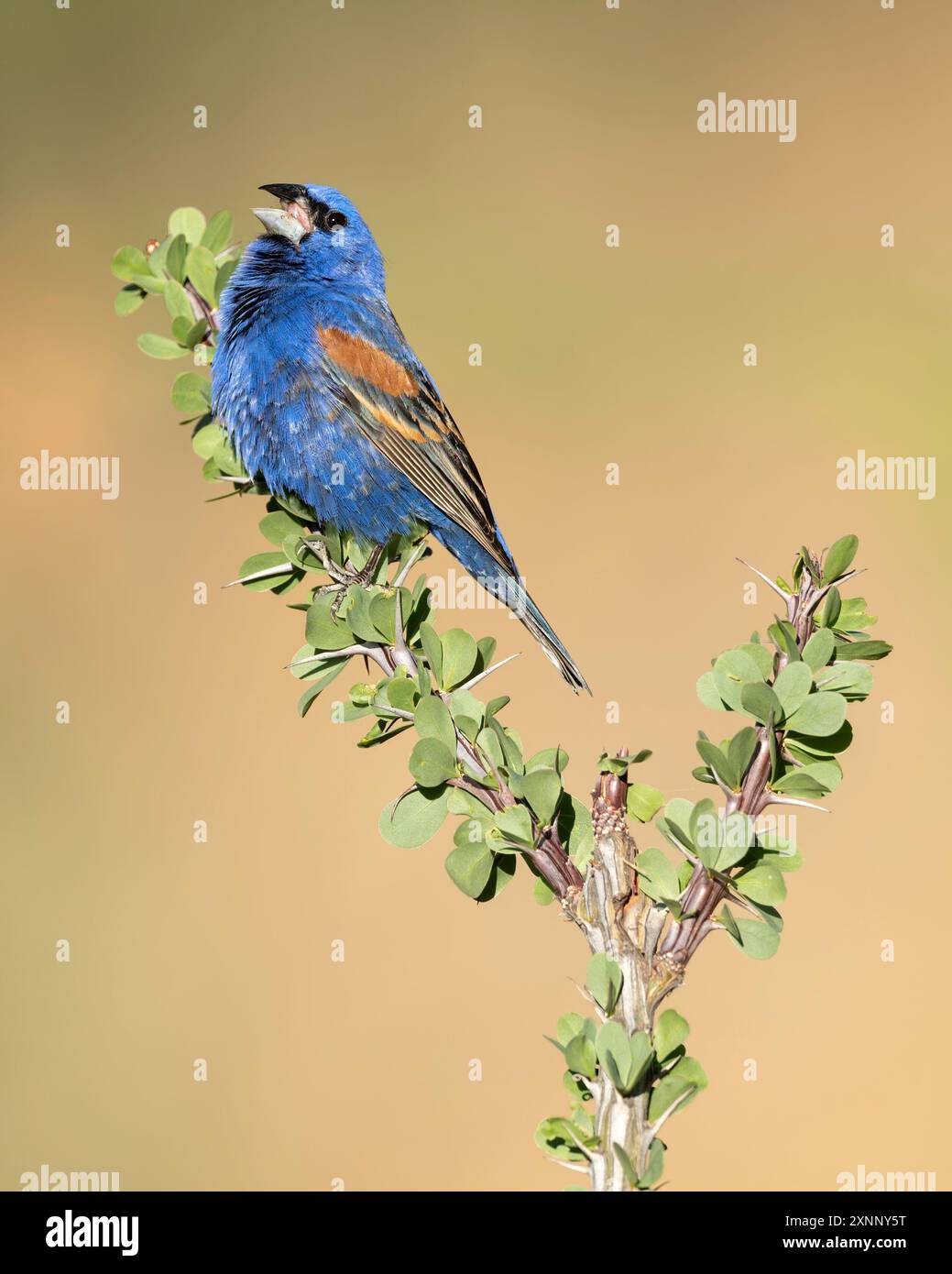 Der Blaue Grosschnabel (Passerina caerulea) ist ein mittelgroßer nordamerikanischer Passerinvogel aus der Kardinalfamilie Cardinalidae. Stockfoto