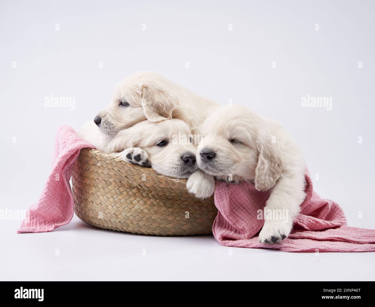 Drei niedliche Welpen kuscheln sich in einem Korb, der mit einer rosa Decke bedeckt ist, und vermitteln Wärme und Geschwisterliebe. Stockfoto