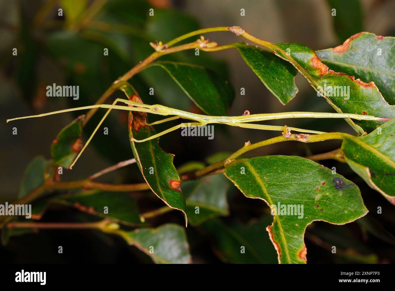 Spornbeiniges Stockinsekt, Didymuria violescens. Coffs Harbour, NSW, Australien Stockfoto