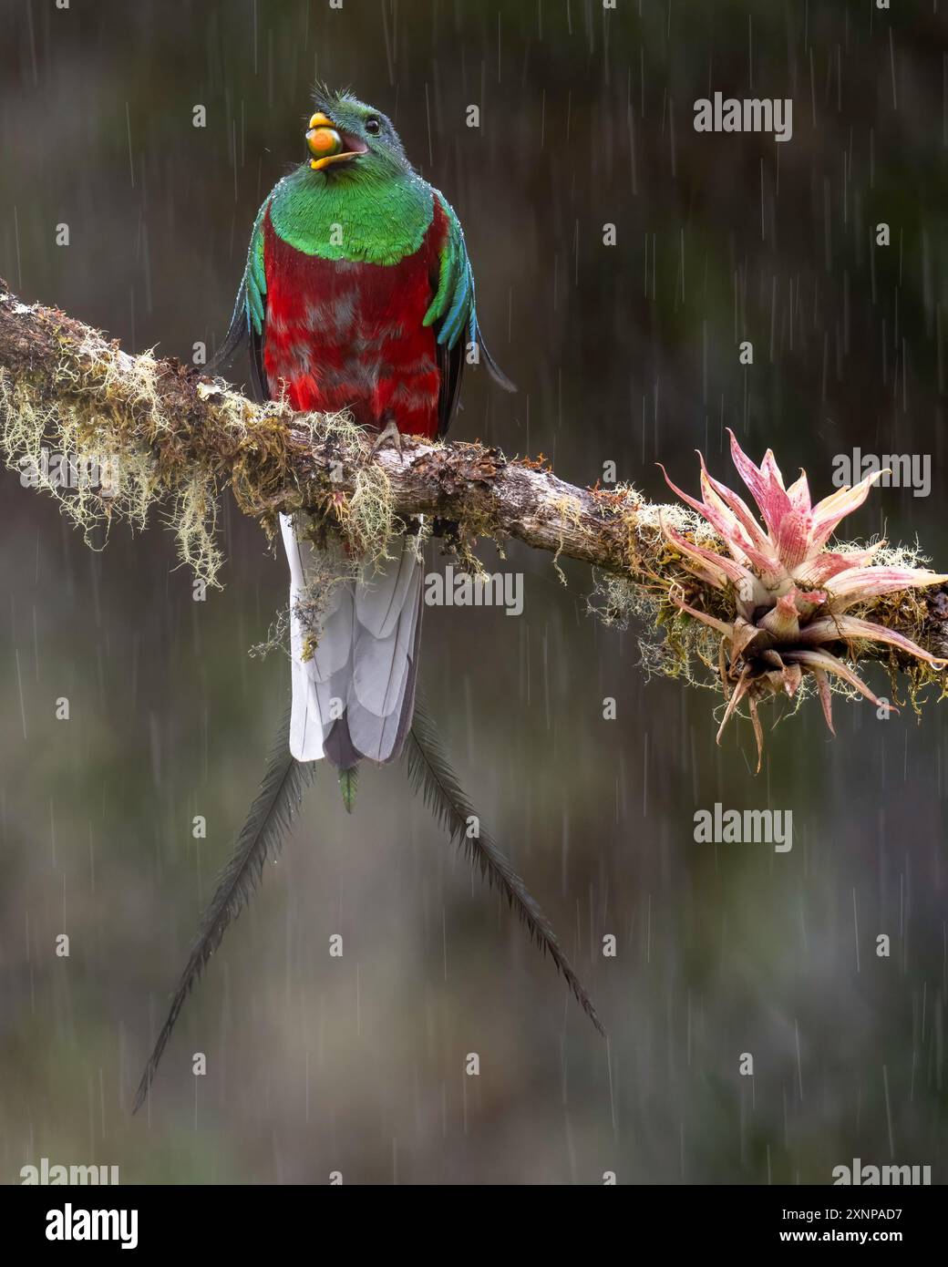 Der prachtvolle Quetzal (Pharomachrus mocinnois) ist ein kleiner Vogel, der in Mittelamerika, Südmexiko, tropischen Wäldern vorkommt Stockfoto