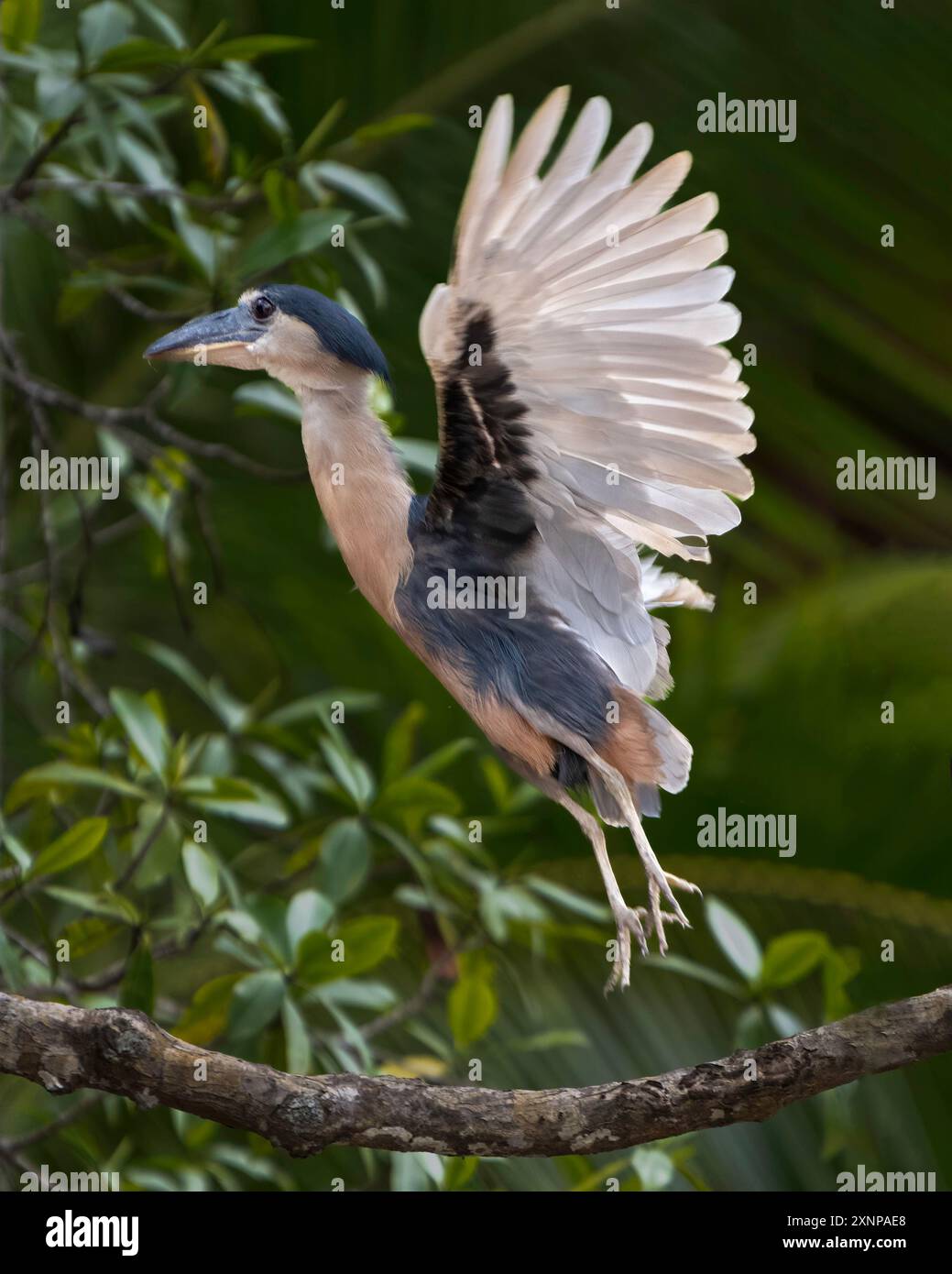 Reiher mit Bootsschnabel (Cochlearius cochlearius). Bizarrer nächtlicher Reiher aus Mangroven, Süßwassermoore in tropischen Tiefland; verbringt den Tag mit Rast Stockfoto