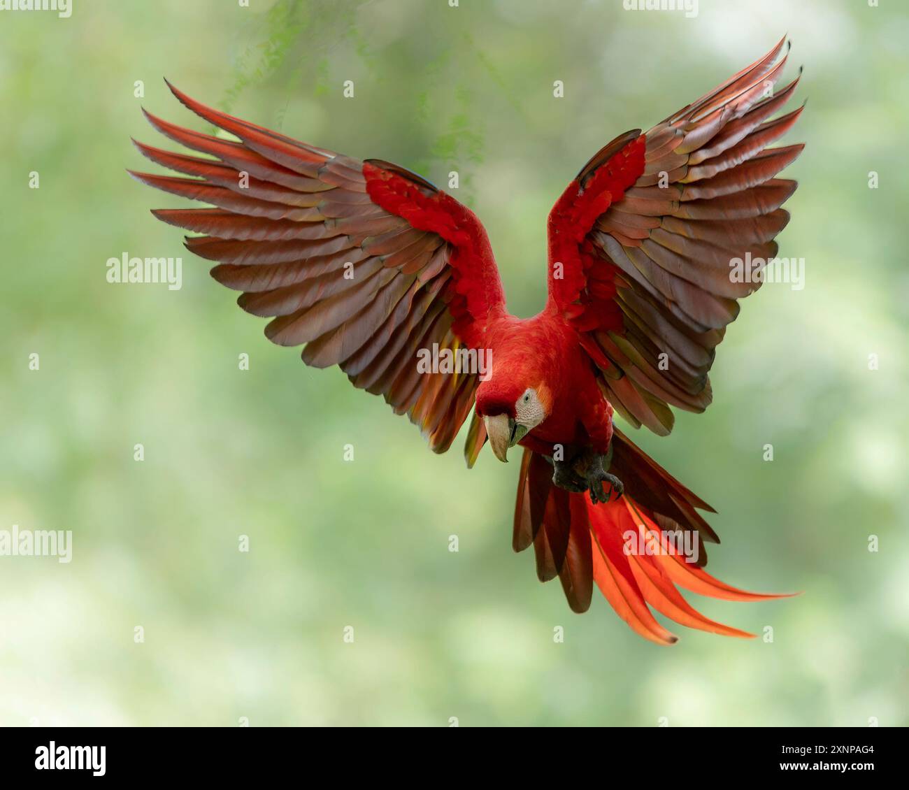 Der scharlachrote Ara (Ara macao) ist ein großer gelber, roter und blauer neotropischer Papagei, der in feuchten immergrünen Wäldern Amerikas beheimatet ist Stockfoto