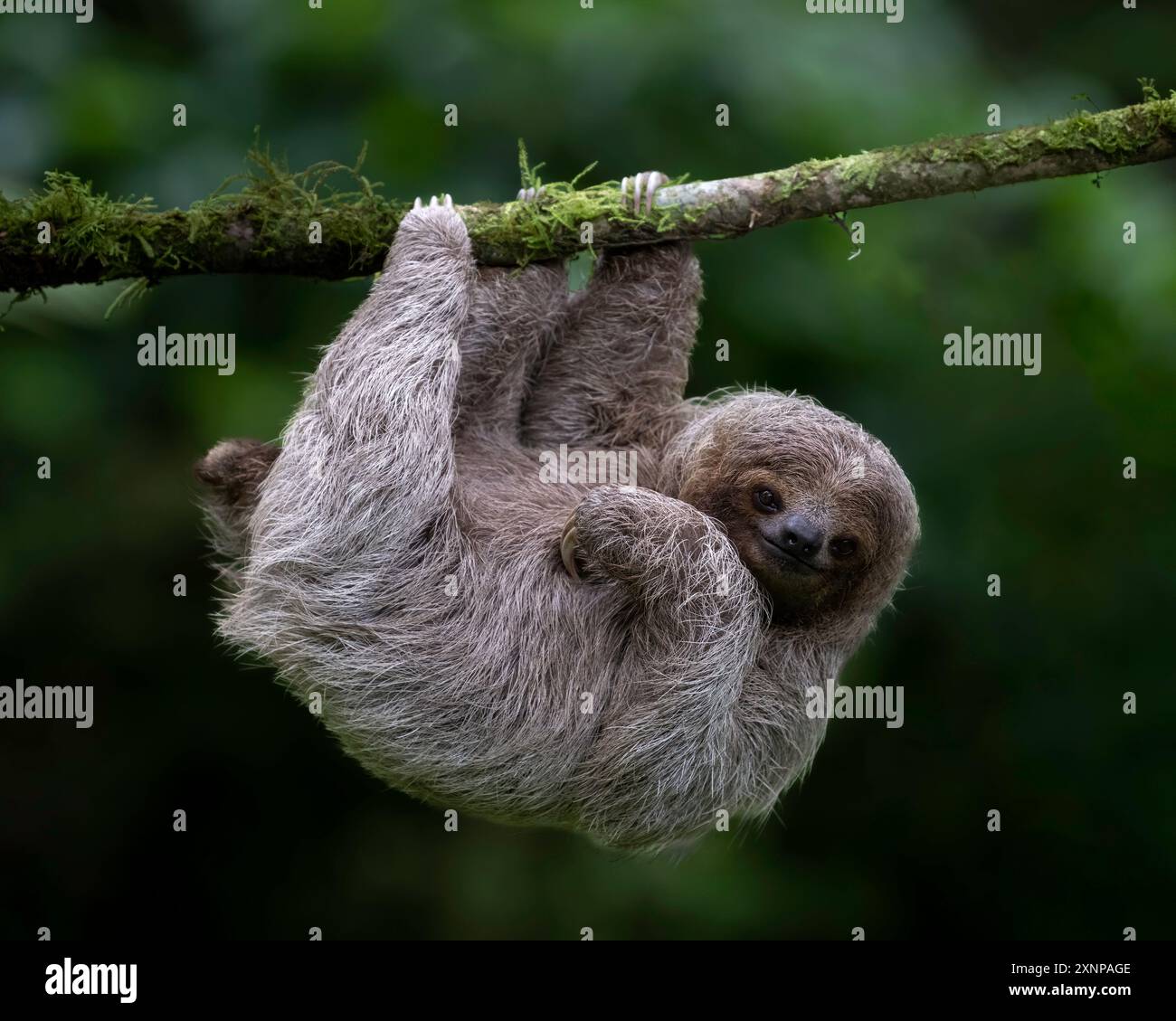 Die dreizehigen oder dreifingrigen Faultiere (Bradypus) sind arboreale neotropische Säugetiere. Sie sind die einzigen Mitglieder der Gattung Bradypus Stockfoto