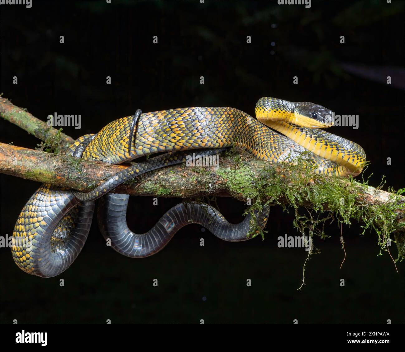 Neotropische Vogelschlangen oder Vogelfresser (Phrynonax poecilonotus) sind nichtgiftige Schlangen, die tagsüber aktiv sind Stockfoto