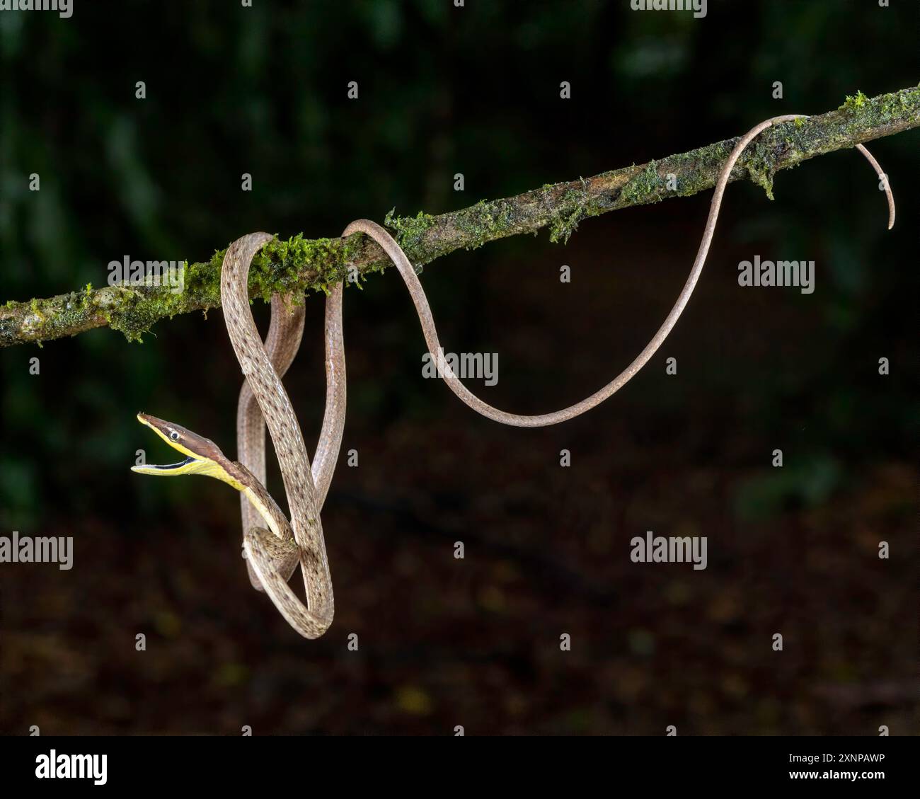 Brown Vine Snake Oxybelis aeneus) oder mexikanische Rebschlange ist eine Spezies der kolubriden Schlange, die in Amerika endemisch ist Stockfoto