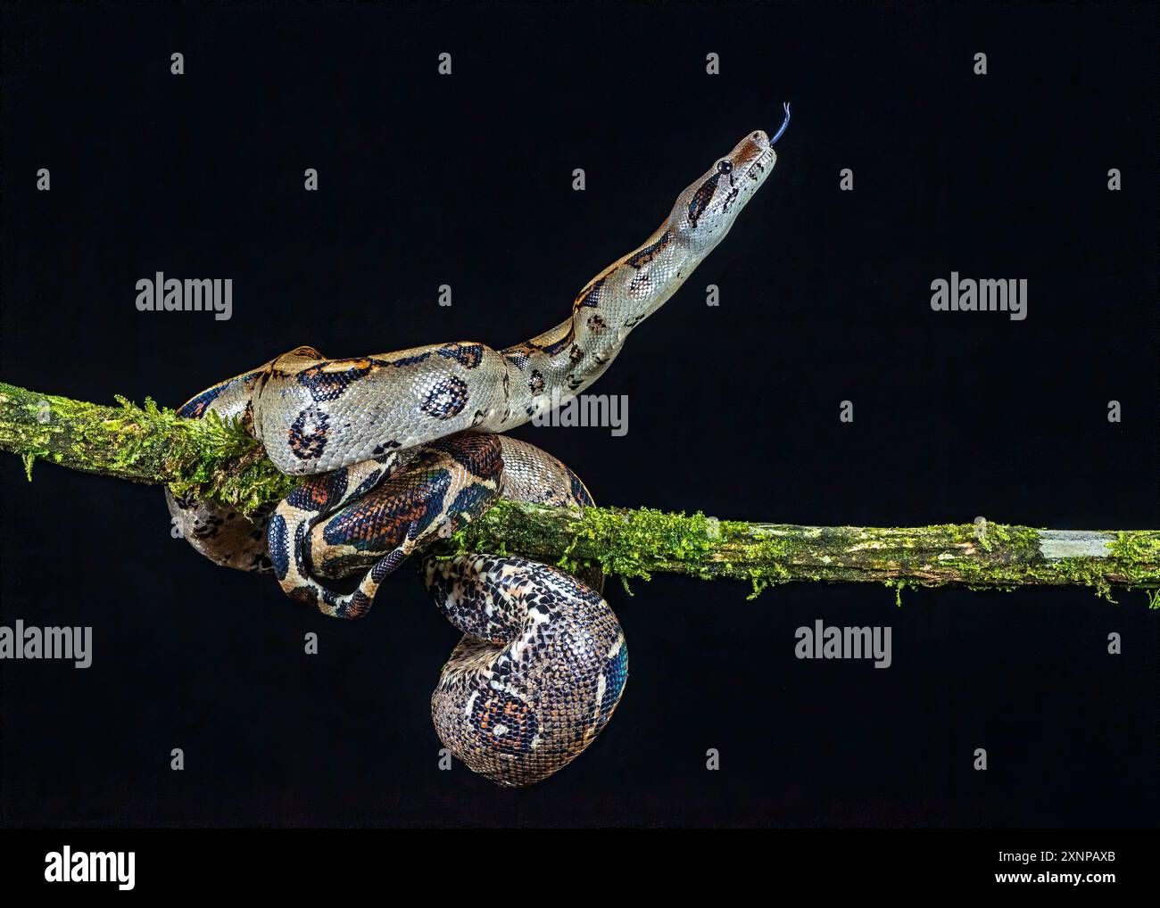 Die Costa Rica Boa Constrictors erstrecken sich von Norden nach Süden, beginnend in Mexiko bis nach Südamerika. Stockfoto