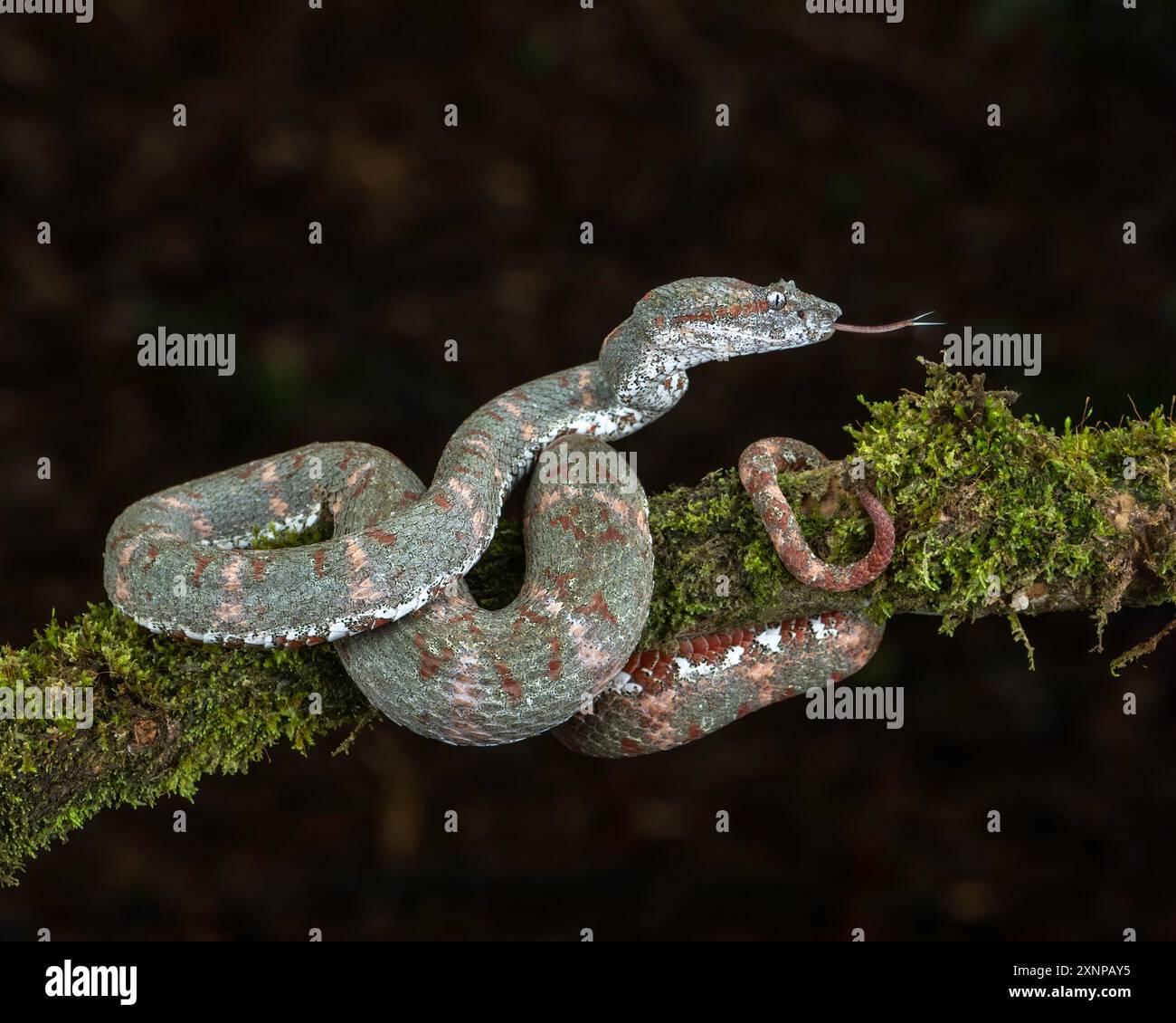 Pink Morph Wimpernviper oder Bothriechis schlegelii ist eine Art giftiger Grubenviper aus der Familie Viperidae, Costa Rica Stockfoto