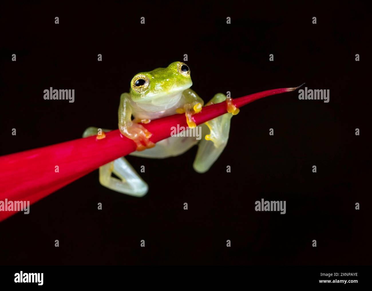 Fleischmanns Glasfrosch oder der nördliche Glasfrosch (Hyalinobatrachium fleischmanni), tropisches Amerika von Südmexiko bis Ecuador Stockfoto