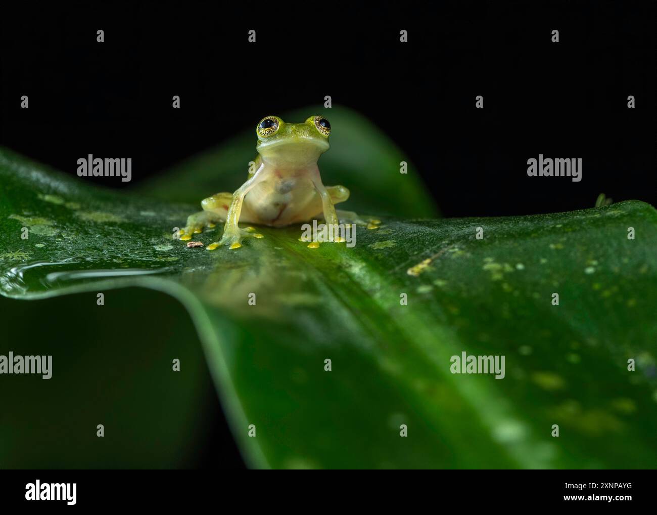 Fleischmanns Glasfrosch oder der nördliche Glasfrosch (Hyalinobatrachium fleischmanni), tropisches Amerika von Südmexiko bis Ecuador Stockfoto