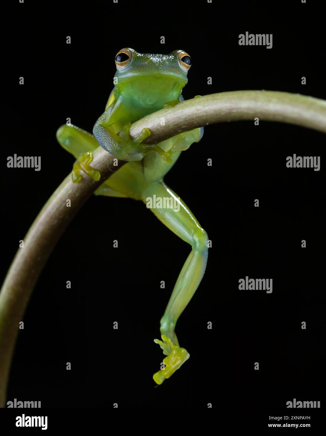 Der Granular Glass Frog (Cochranella granulos) ist in den feuchten Tiefen von Honduras, Nicaragua, Costa Rica und Panama zu finden Stockfoto