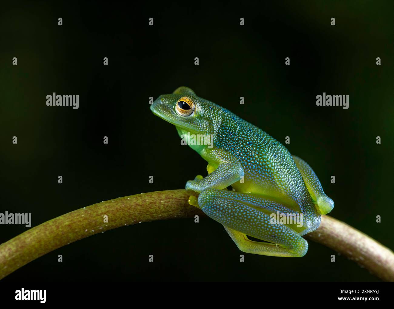 Der Granular Glass Frog (Cochranella granulos) ist in den feuchten Tiefen von Honduras, Nicaragua, Costa Rica und Panama zu finden Stockfoto