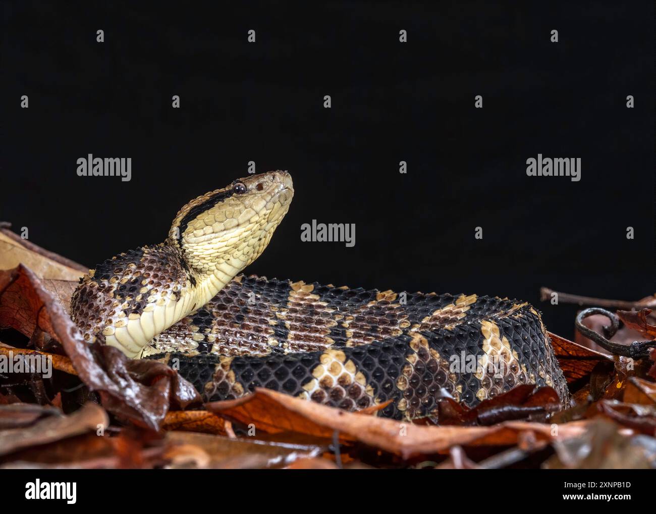 Die Jumping Pit Viper (Atropoides nummifer) ist eine weitere gefürchtete Giftschlange, die natürlich in Costa Rica vorkommt Stockfoto