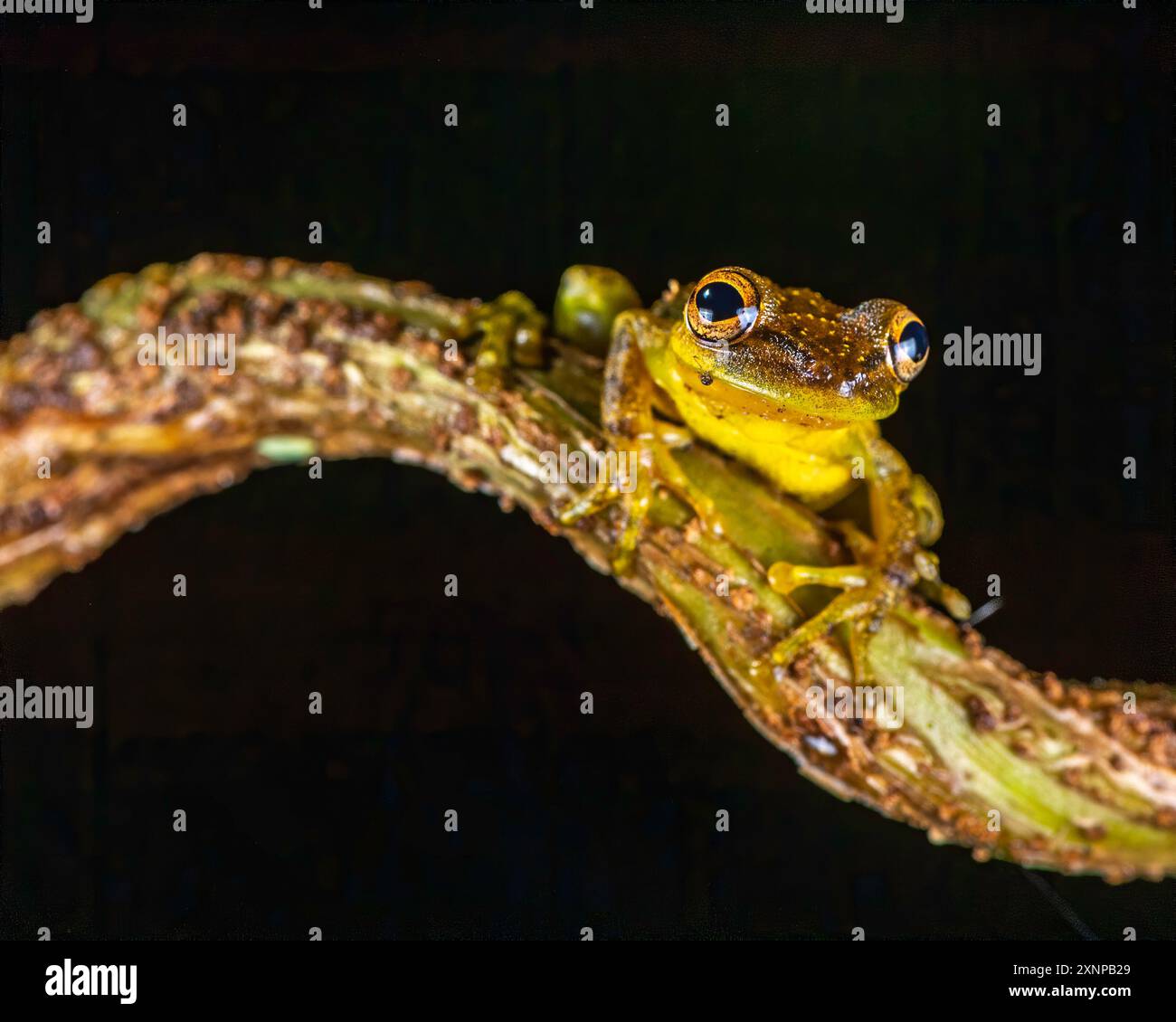 Sipurio-Schnauzen-Baumrog oder Oliven-Schnauzen-Baumrog (Scinax elaeochroa), karibische Tiefländer von Nicaragua, Panama und Costa Rica Stockfoto