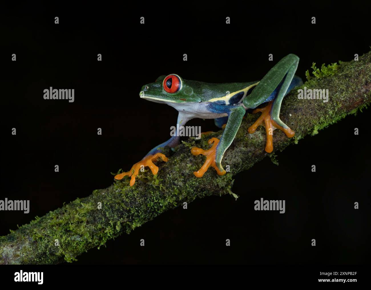 Der Rotaugenfrosch ist eine Art von Frosch (Agalychnis callidryas) aus der Unterfamilie Phyllomedusinae, Costa Rica Stockfoto