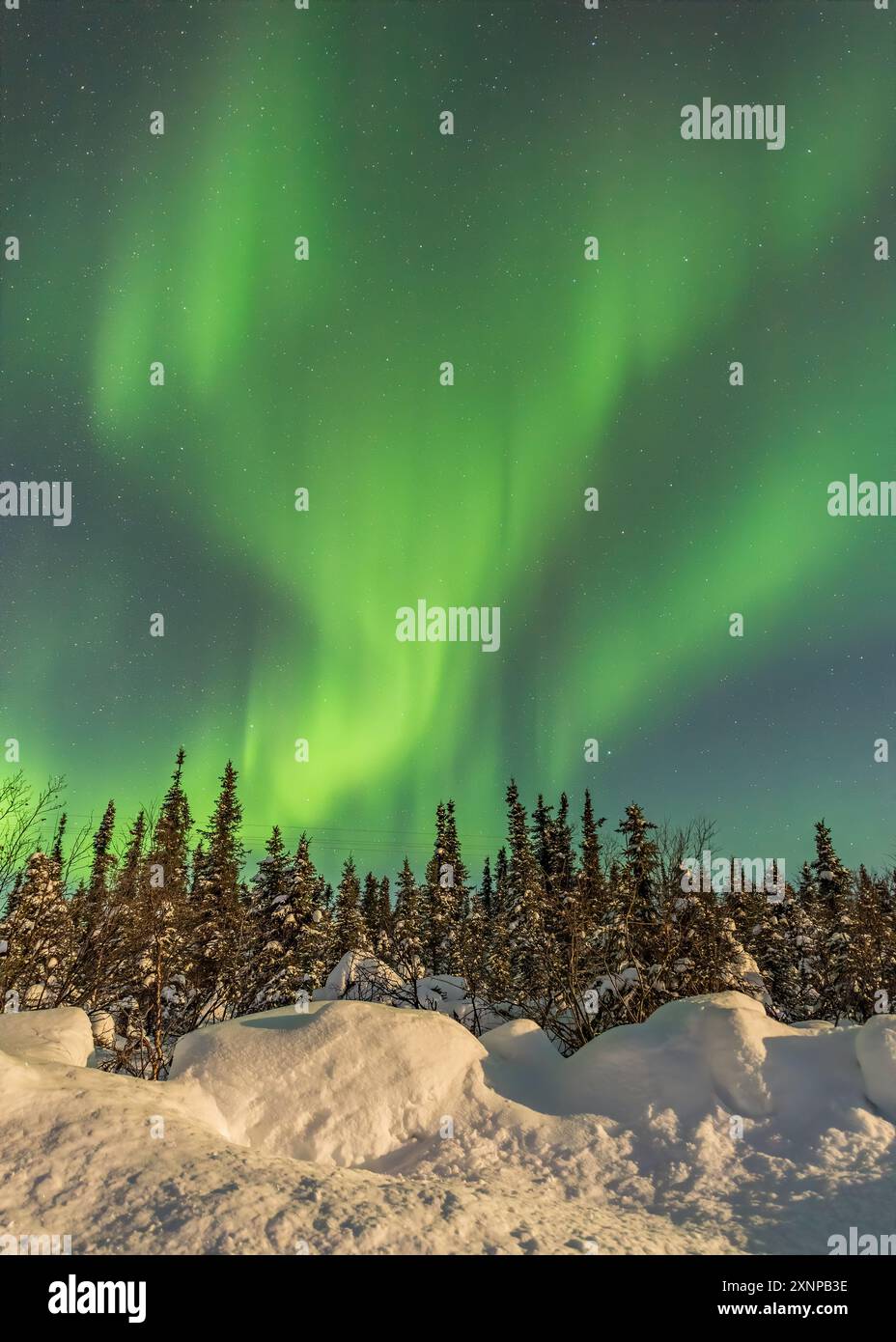 Aurora Borealis / Nordlichter, in tiefem Schnee, Fairbanks, Alaska Stockfoto