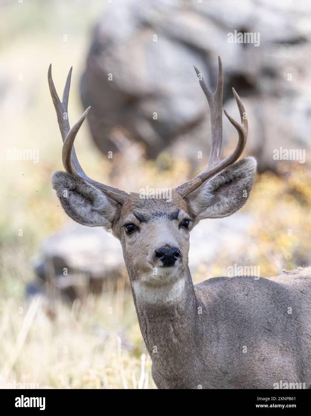 Maultierhirsche (Odocoileus hemionus) Grand Teton National Park, Wyoming Stockfoto